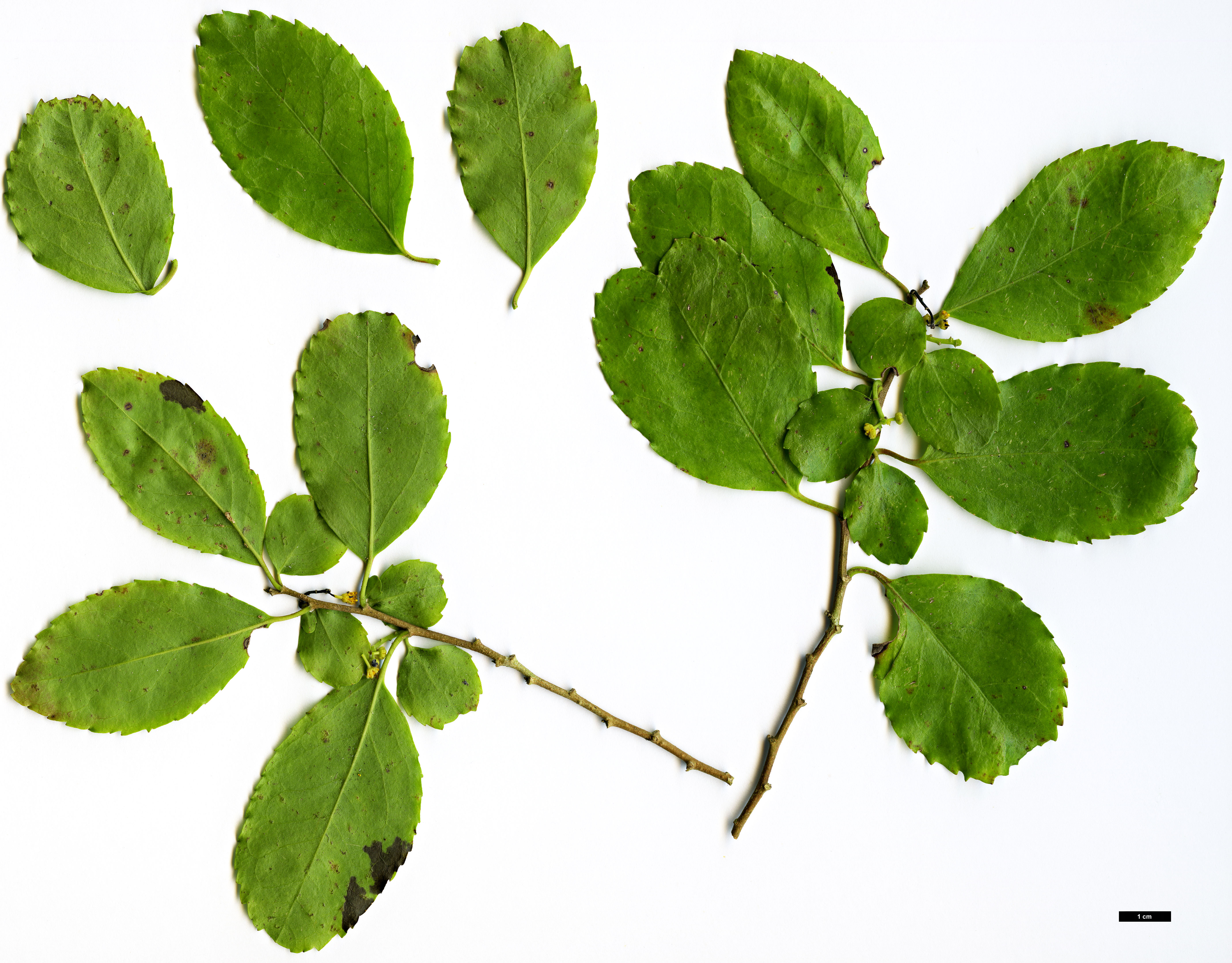 High resolution image: Family: Salicaceae - Genus: Azara - Taxon: serrata