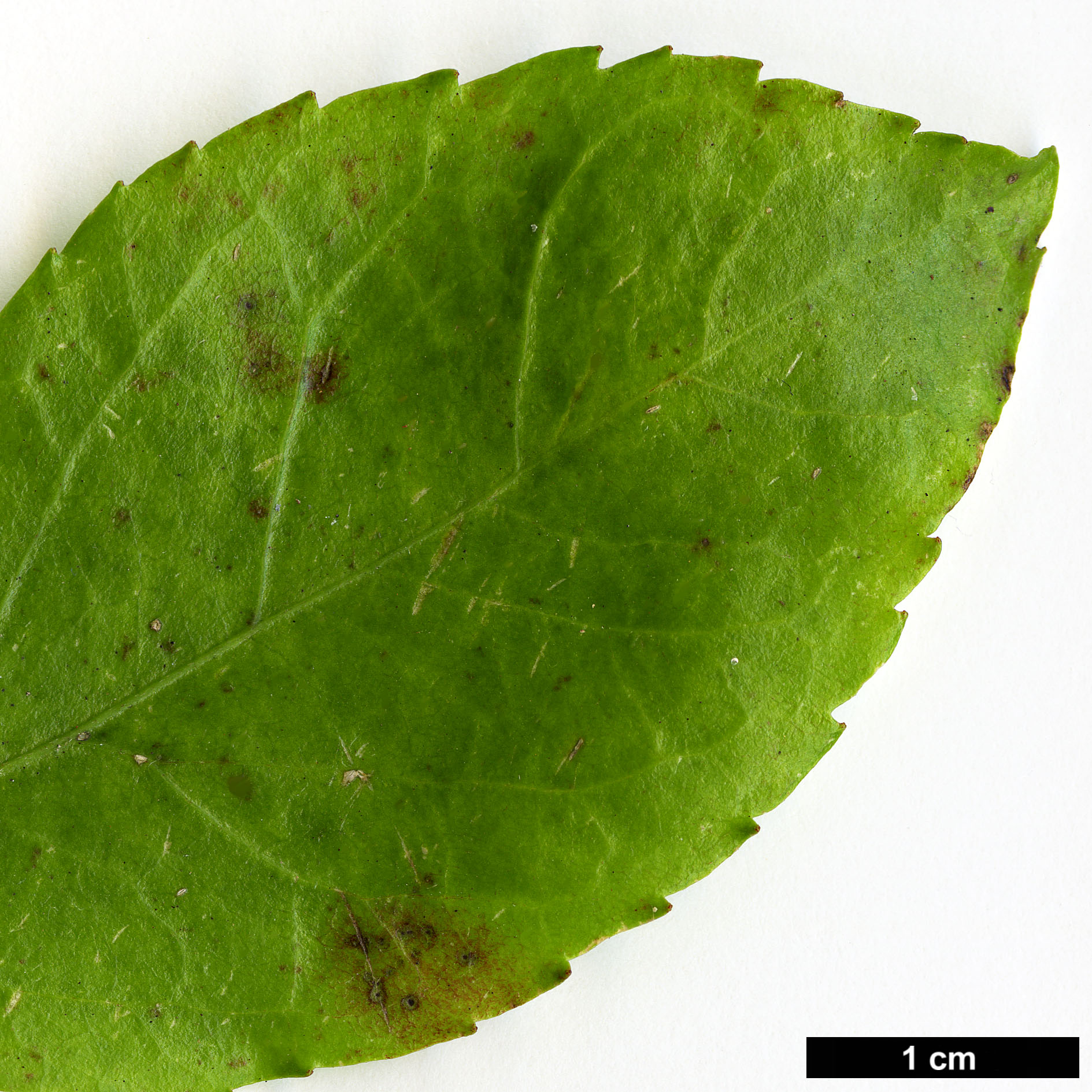 High resolution image: Family: Salicaceae - Genus: Azara - Taxon: serrata