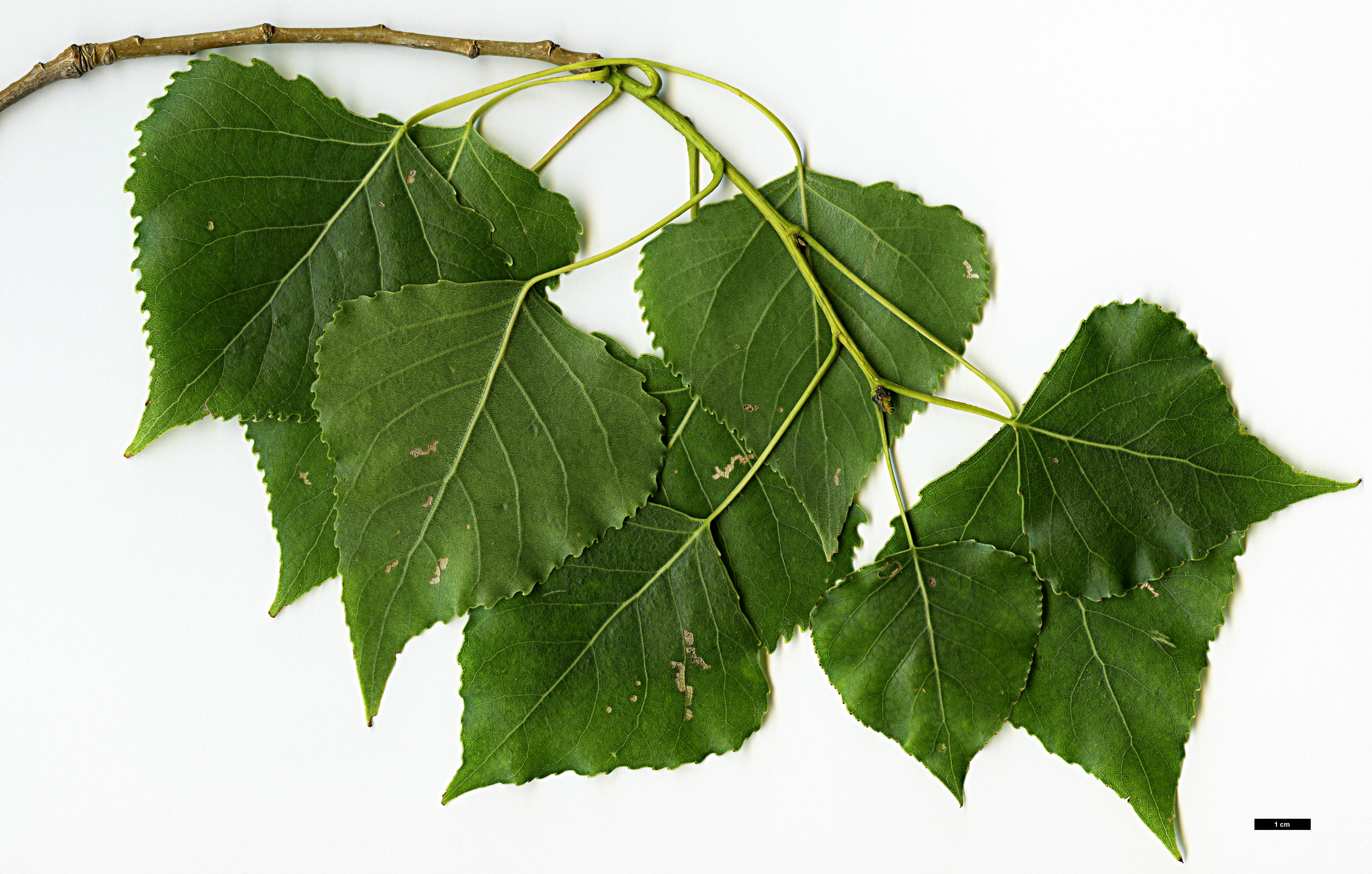 High resolution image: Family: Salicaceae - Genus: Populus - Taxon: fremontii