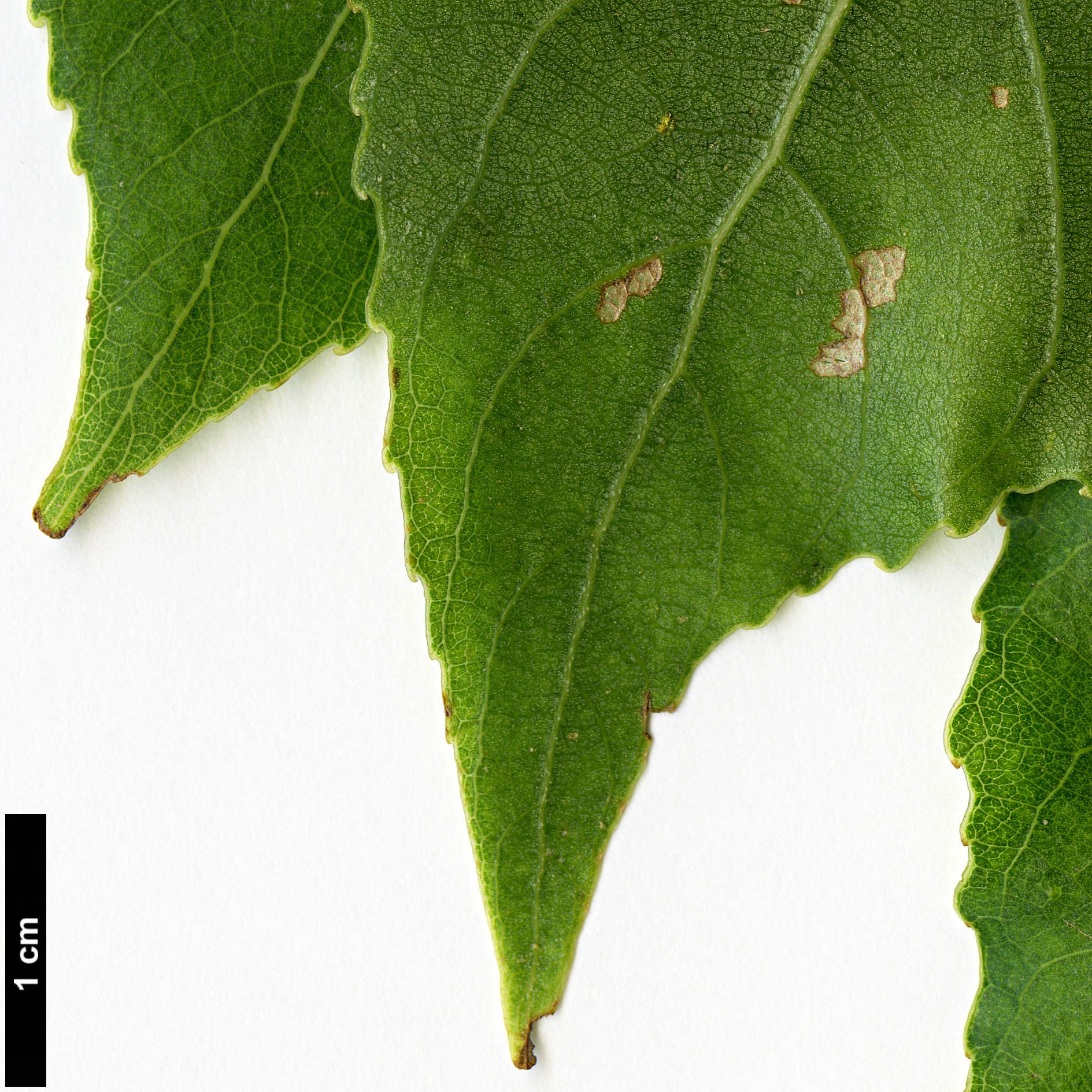 High resolution image: Family: Salicaceae - Genus: Populus - Taxon: fremontii