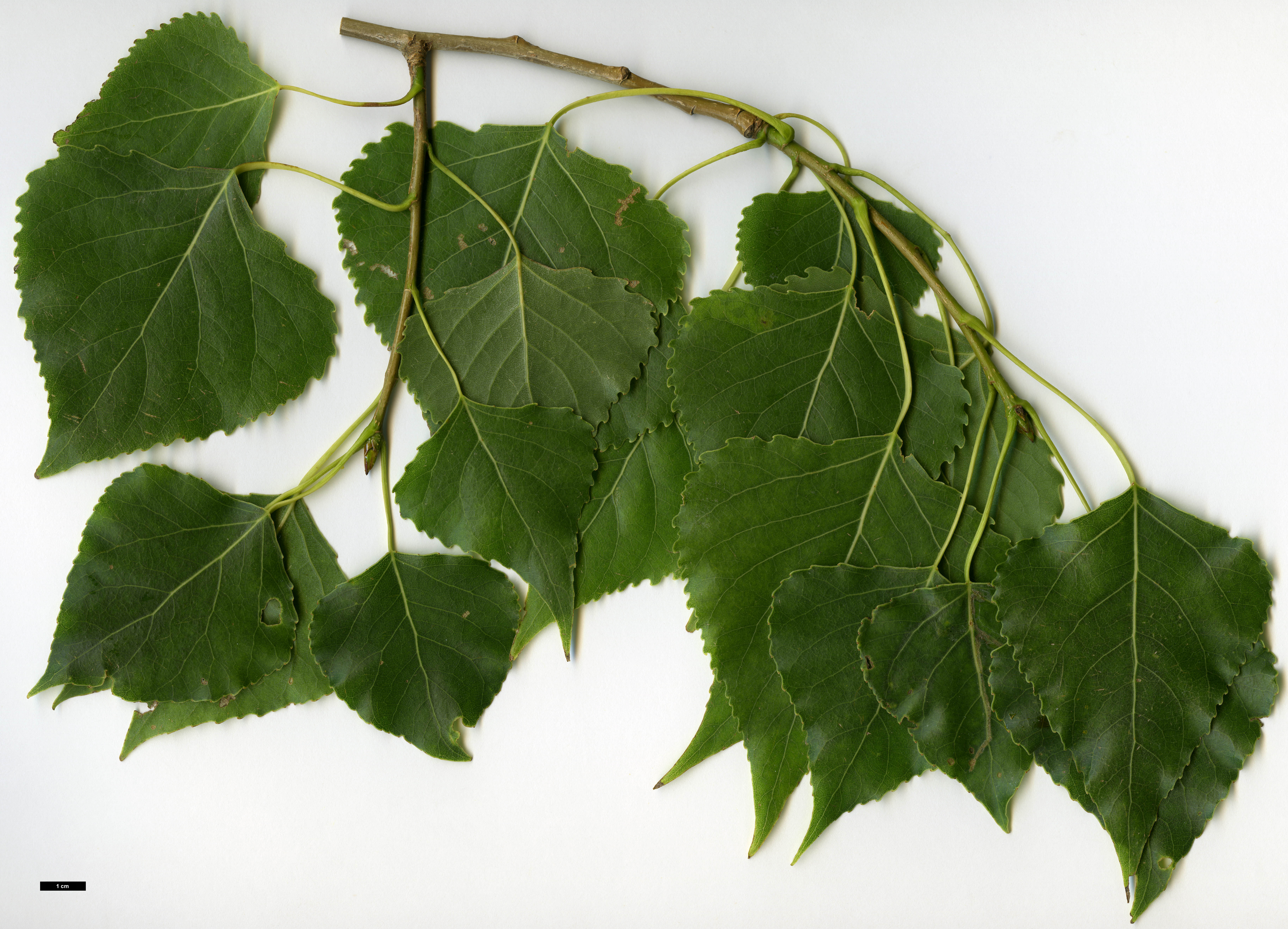 High resolution image: Family: Salicaceae - Genus: Populus - Taxon: fremontii