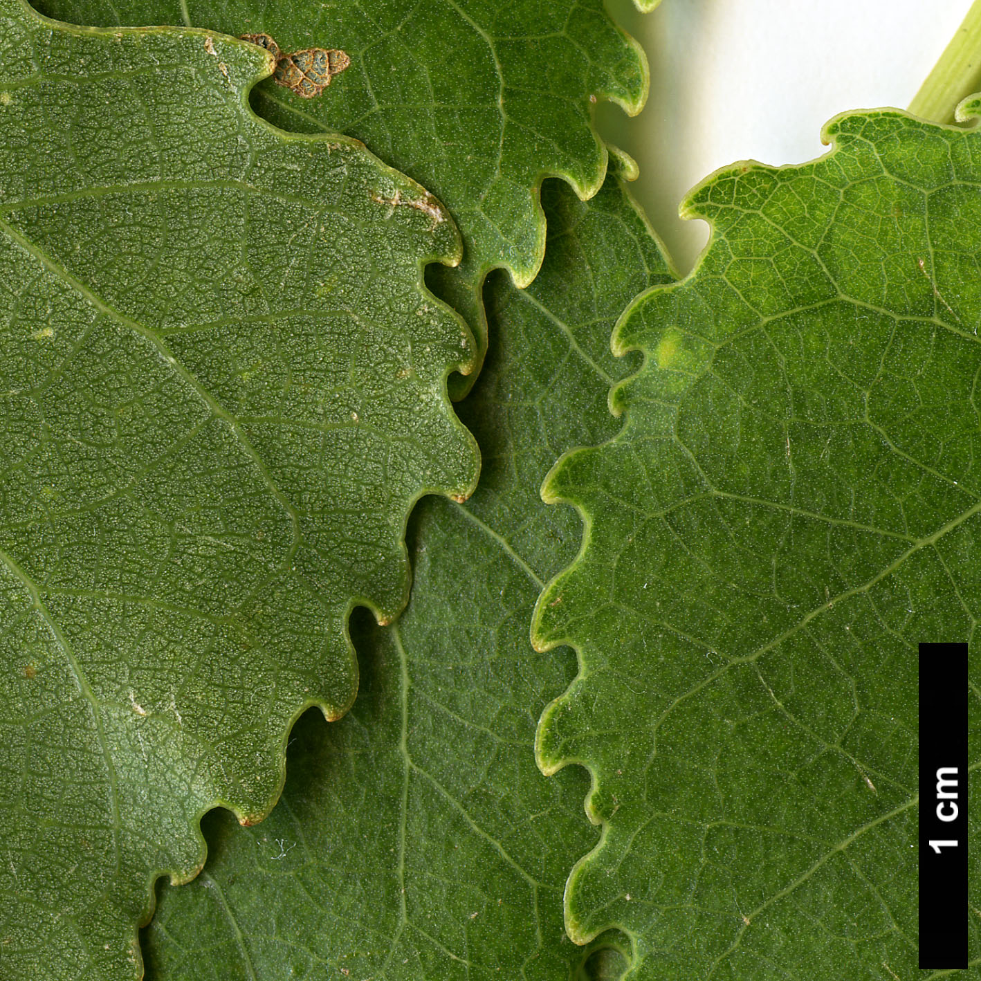 High resolution image: Family: Salicaceae - Genus: Populus - Taxon: fremontii