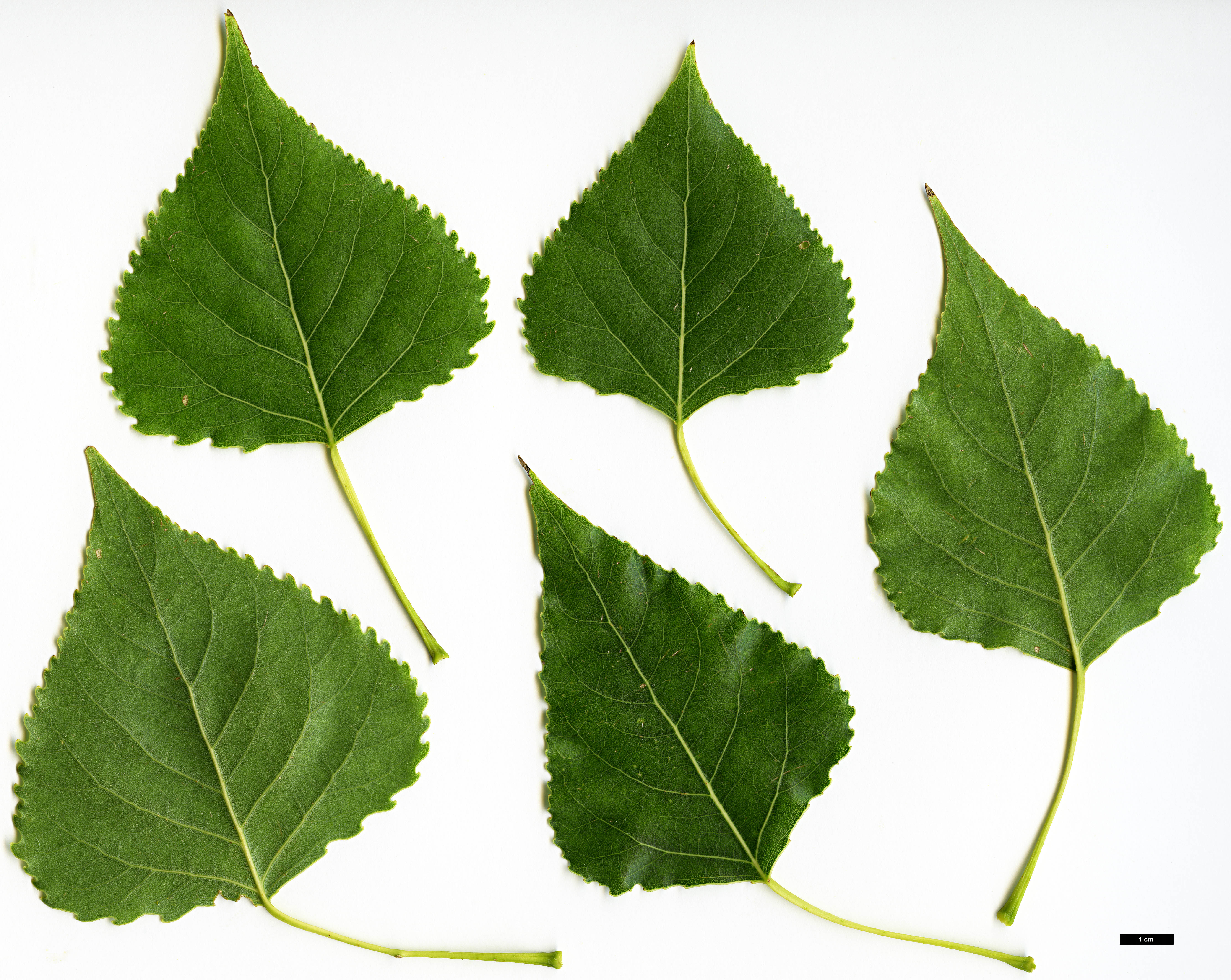 High resolution image: Family: Salicaceae - Genus: Populus - Taxon: fremontii