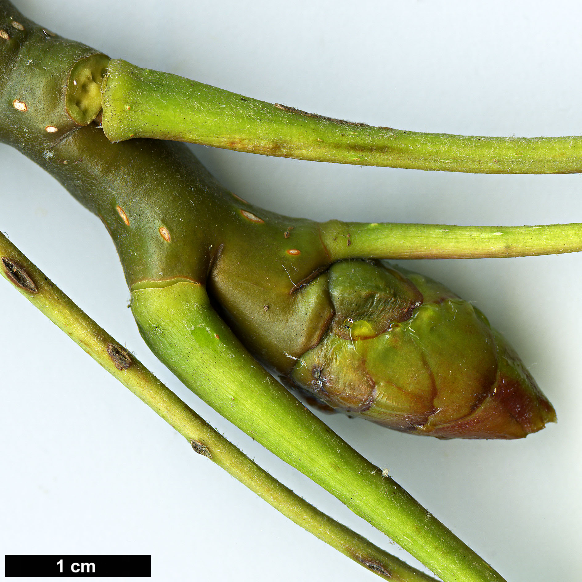 High resolution image: Family: Salicaceae - Genus: Populus - Taxon: glauca