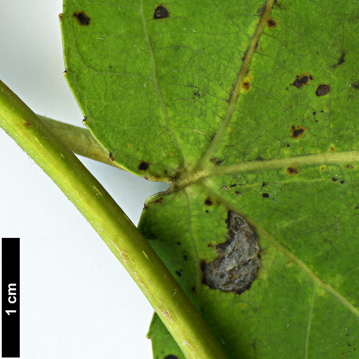 High resolution image: Family: Salicaceae - Genus: Populus - Taxon: glauca