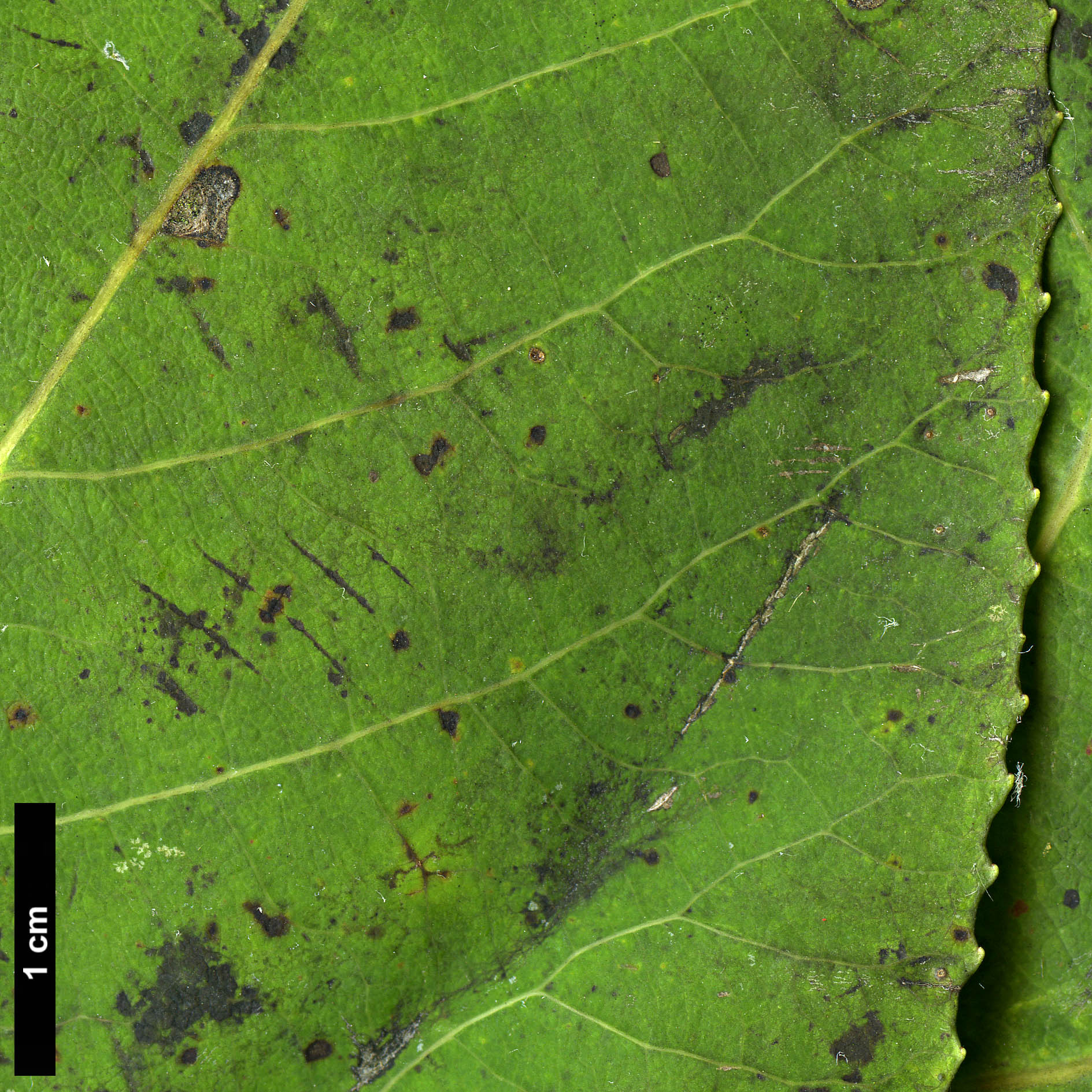 High resolution image: Family: Salicaceae - Genus: Populus - Taxon: glauca