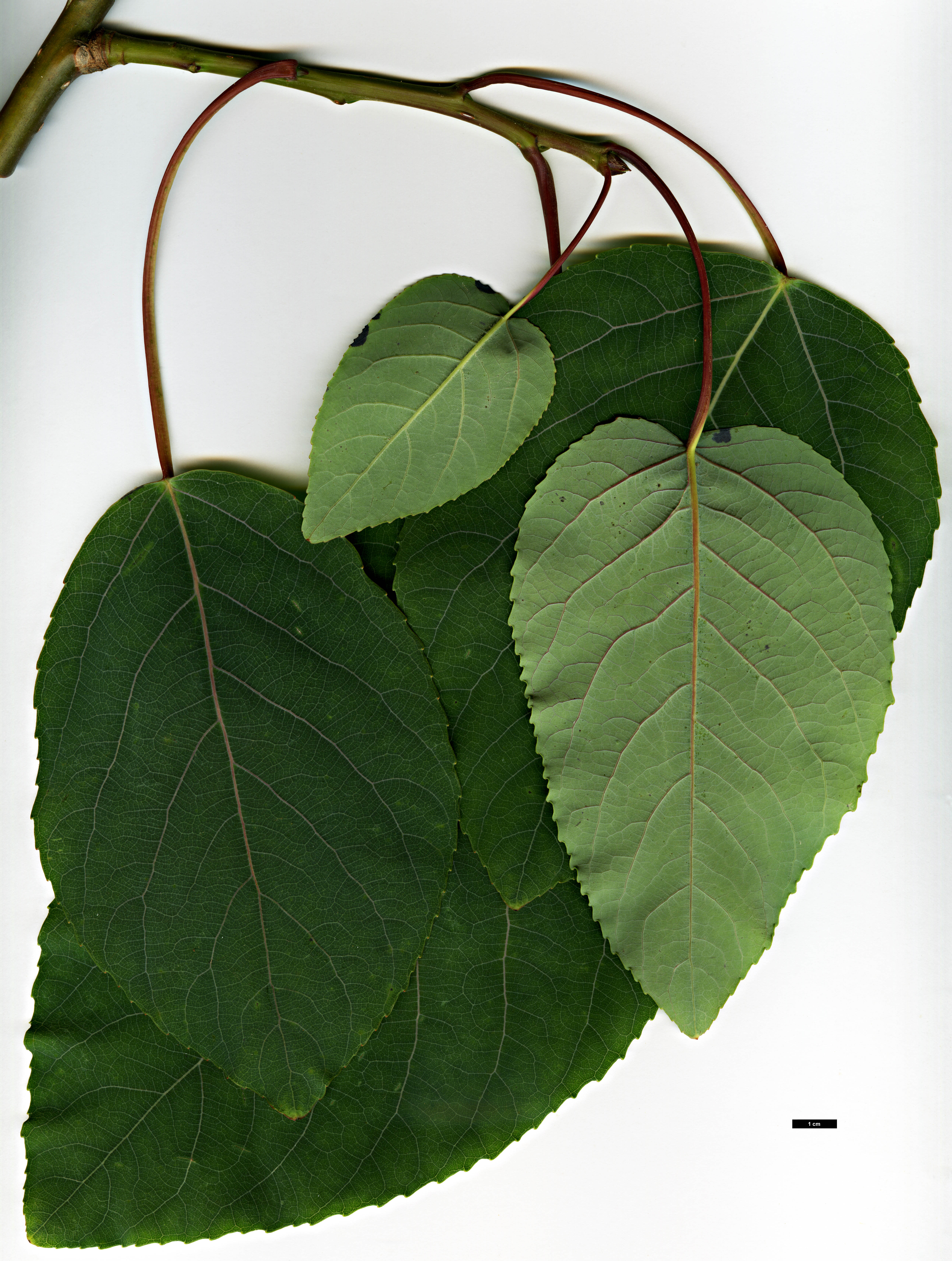 High resolution image: Family: Salicaceae - Genus: Populus - Taxon: glauca