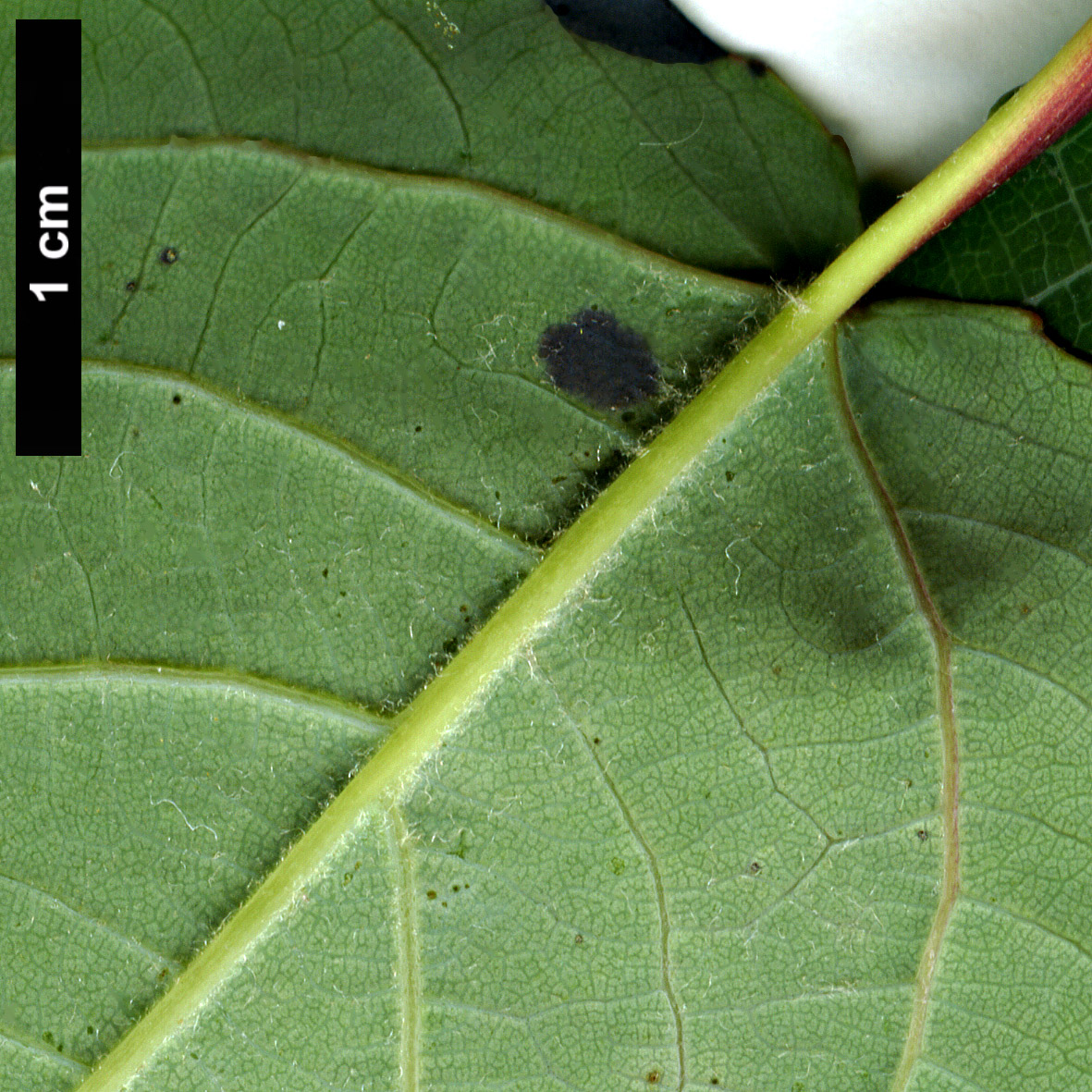 High resolution image: Family: Salicaceae - Genus: Populus - Taxon: glauca