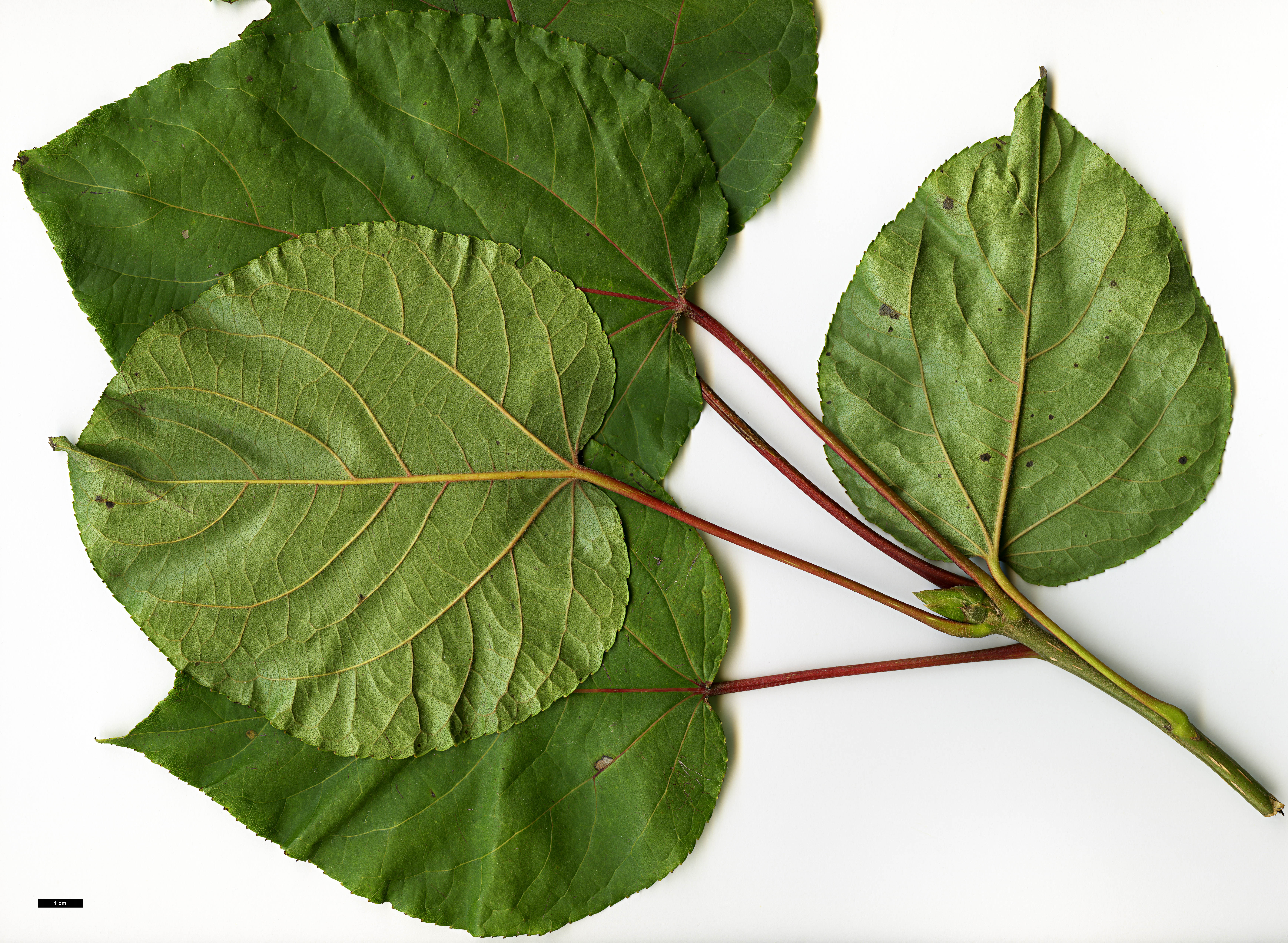 High resolution image: Family: Salicaceae - Genus: Populus - Taxon: lasiocarpa