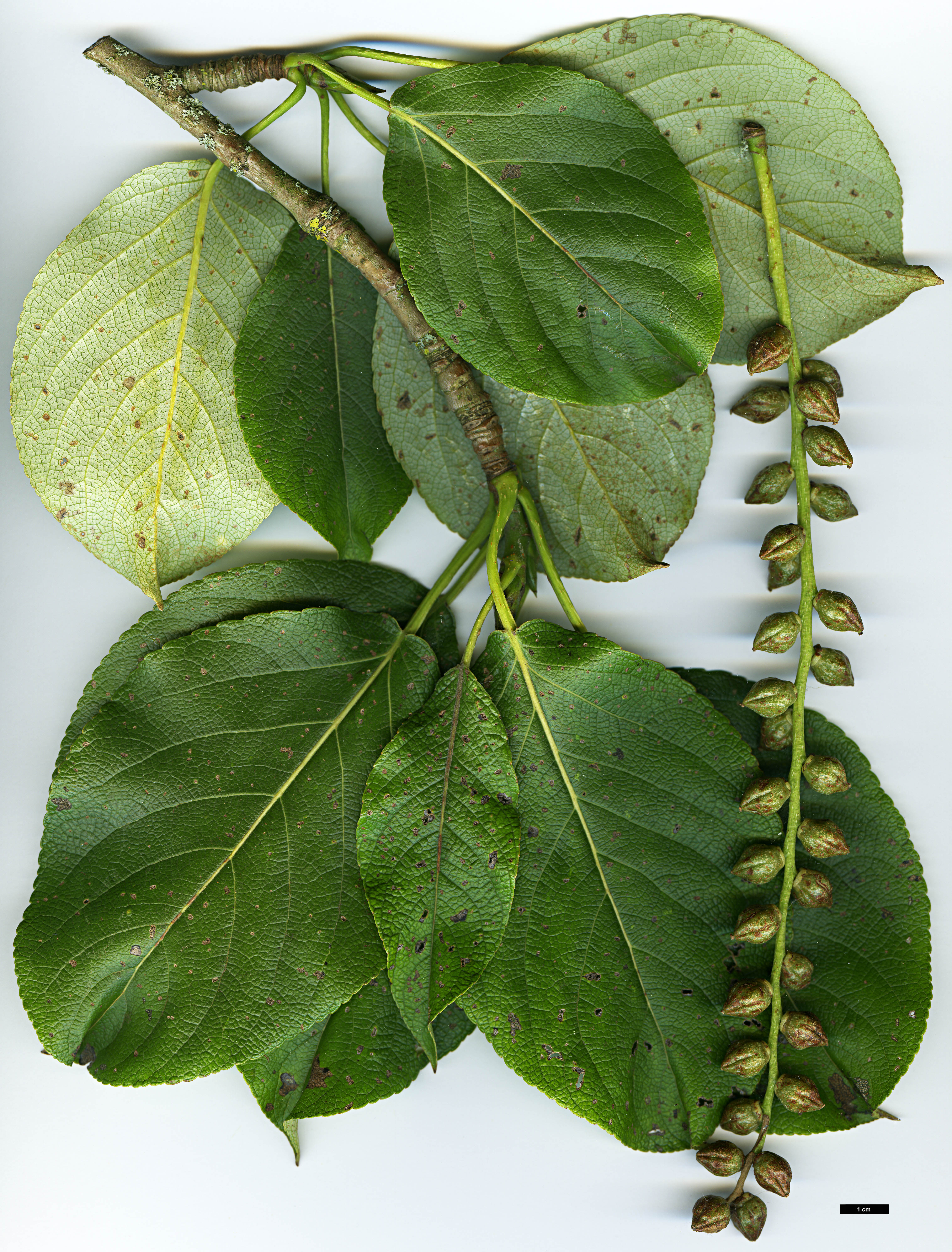 High resolution image: Family: Salicaceae - Genus: Populus - Taxon: maximowiczii