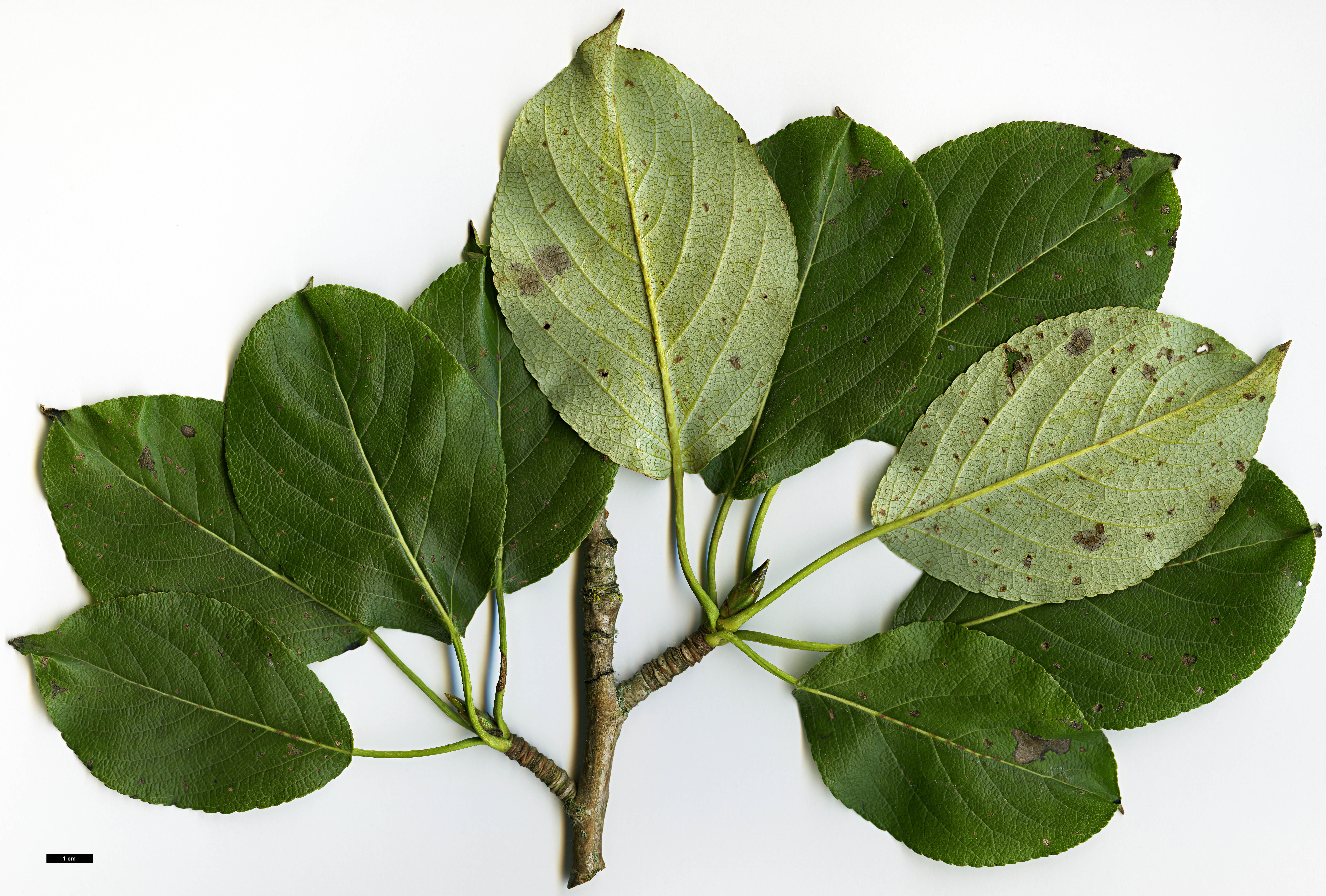 High resolution image: Family: Salicaceae - Genus: Populus - Taxon: maximowiczii