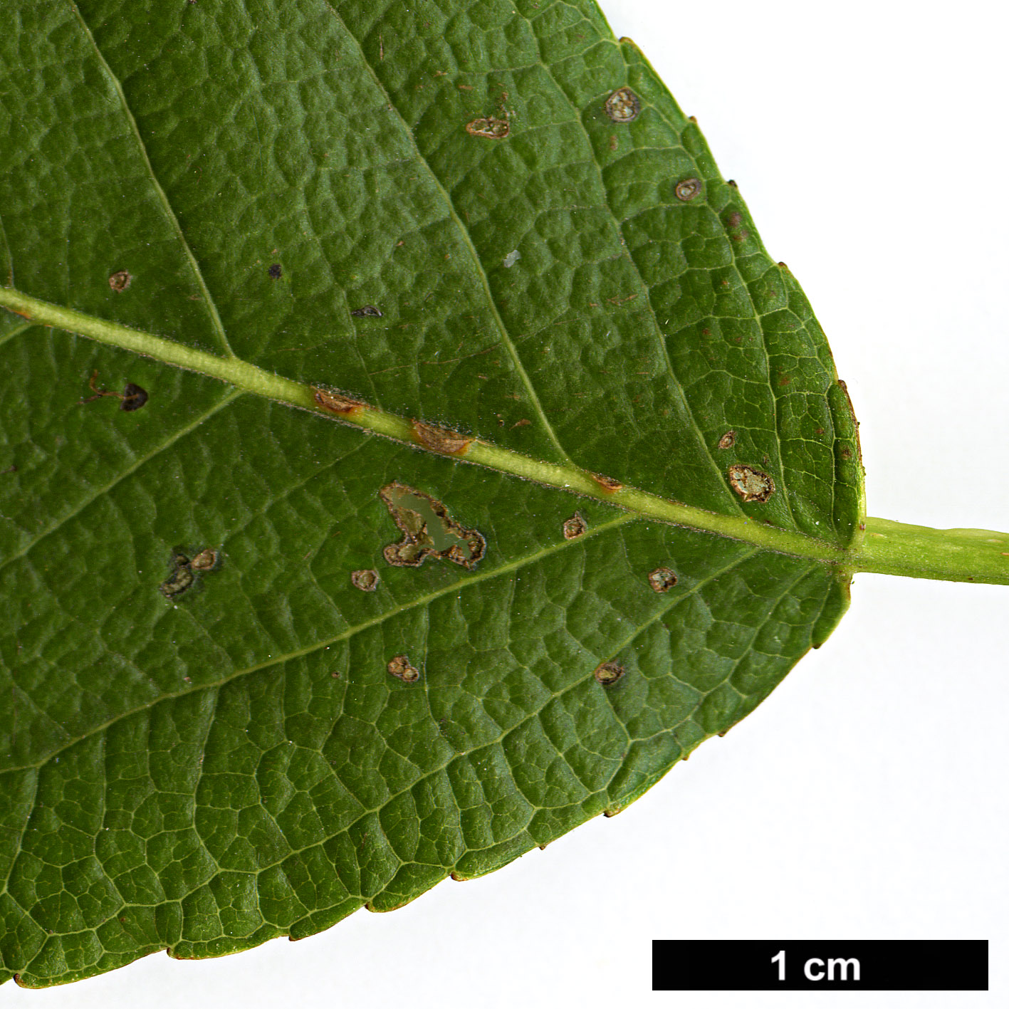 High resolution image: Family: Salicaceae - Genus: Populus - Taxon: maximowiczii