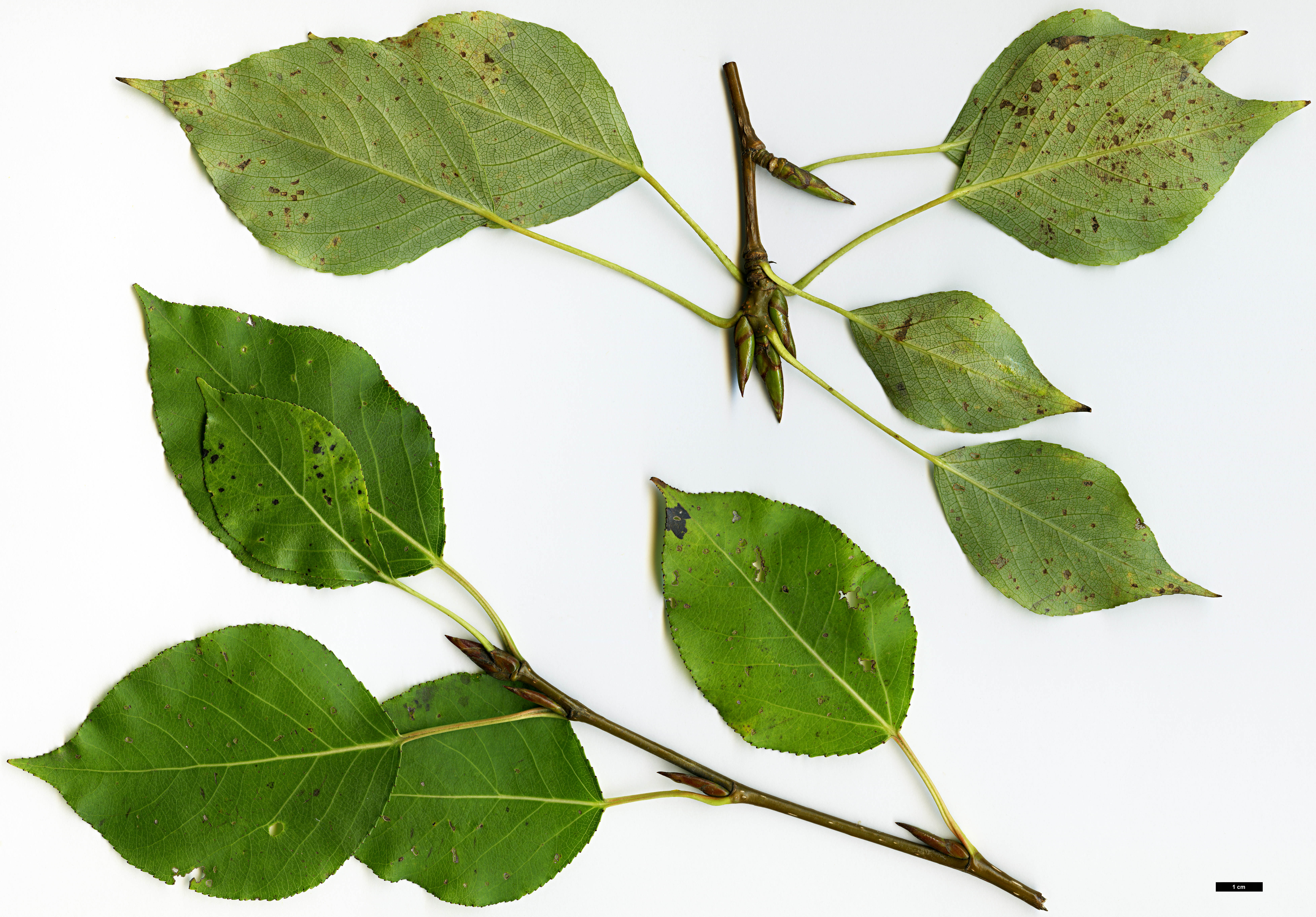 High resolution image: Family: Salicaceae - Genus: Populus - Taxon: simonii