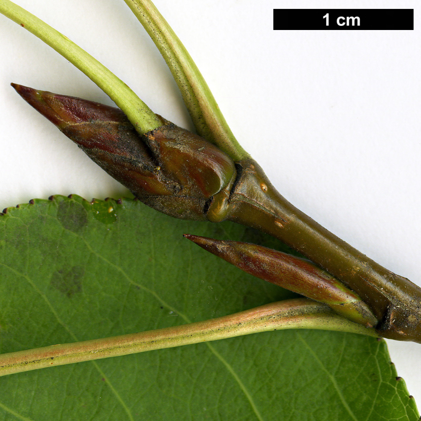 High resolution image: Family: Salicaceae - Genus: Populus - Taxon: simonii