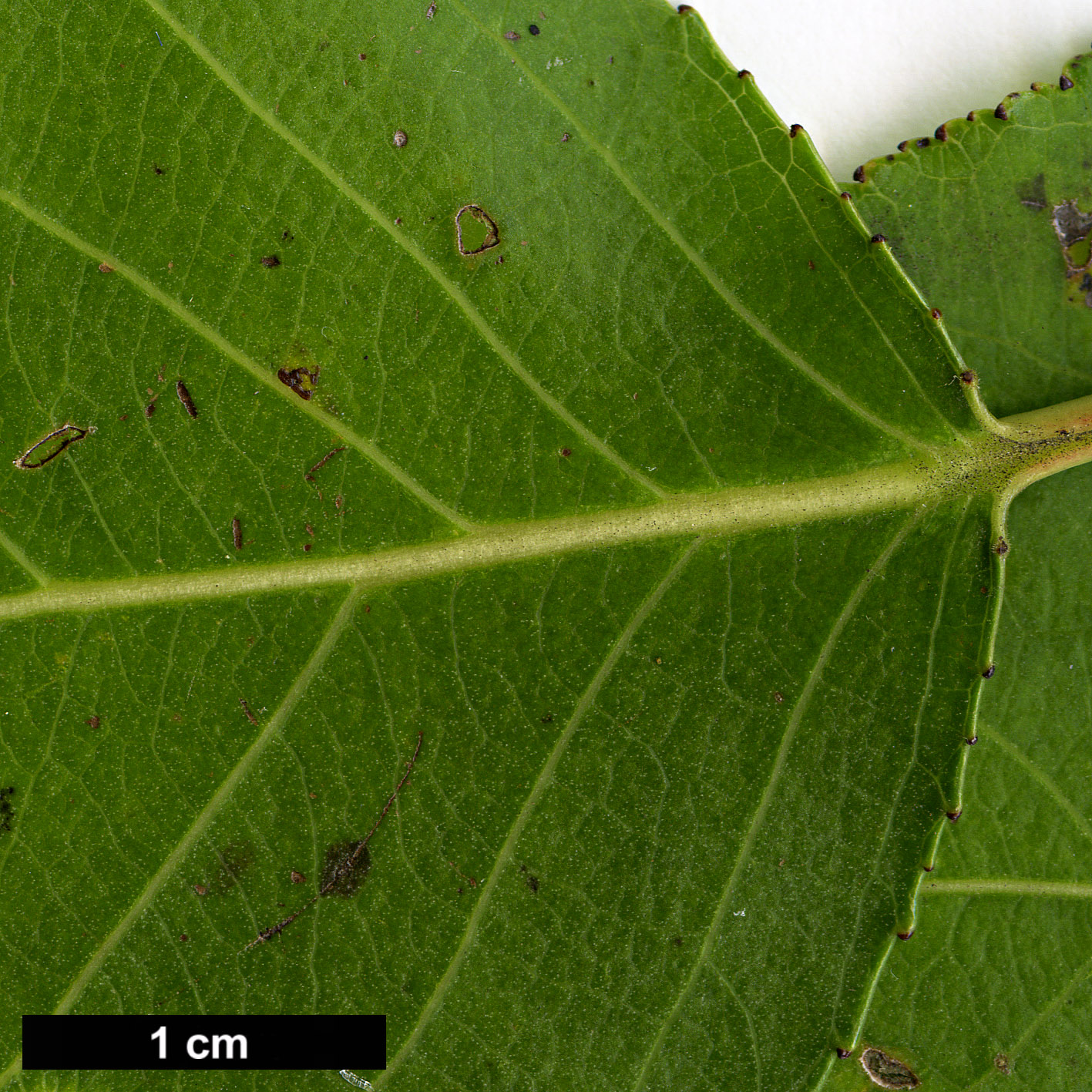 High resolution image: Family: Salicaceae - Genus: Populus - Taxon: simonii