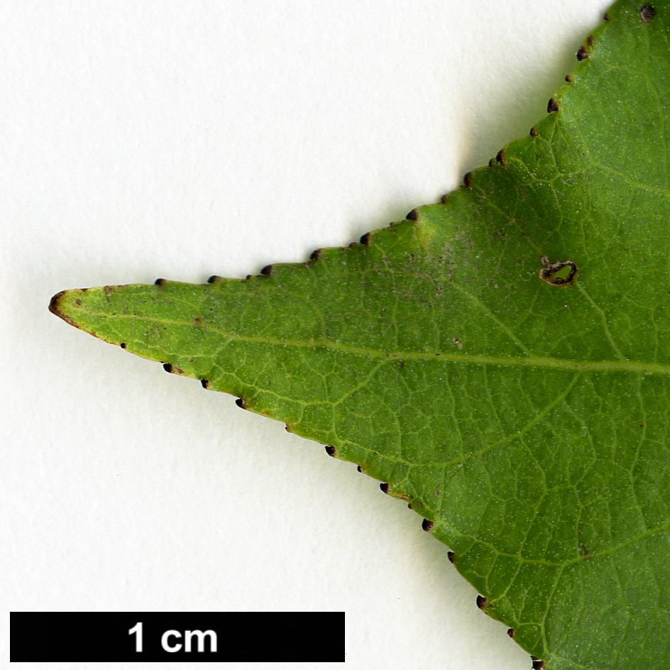 High resolution image: Family: Salicaceae - Genus: Populus - Taxon: simonii