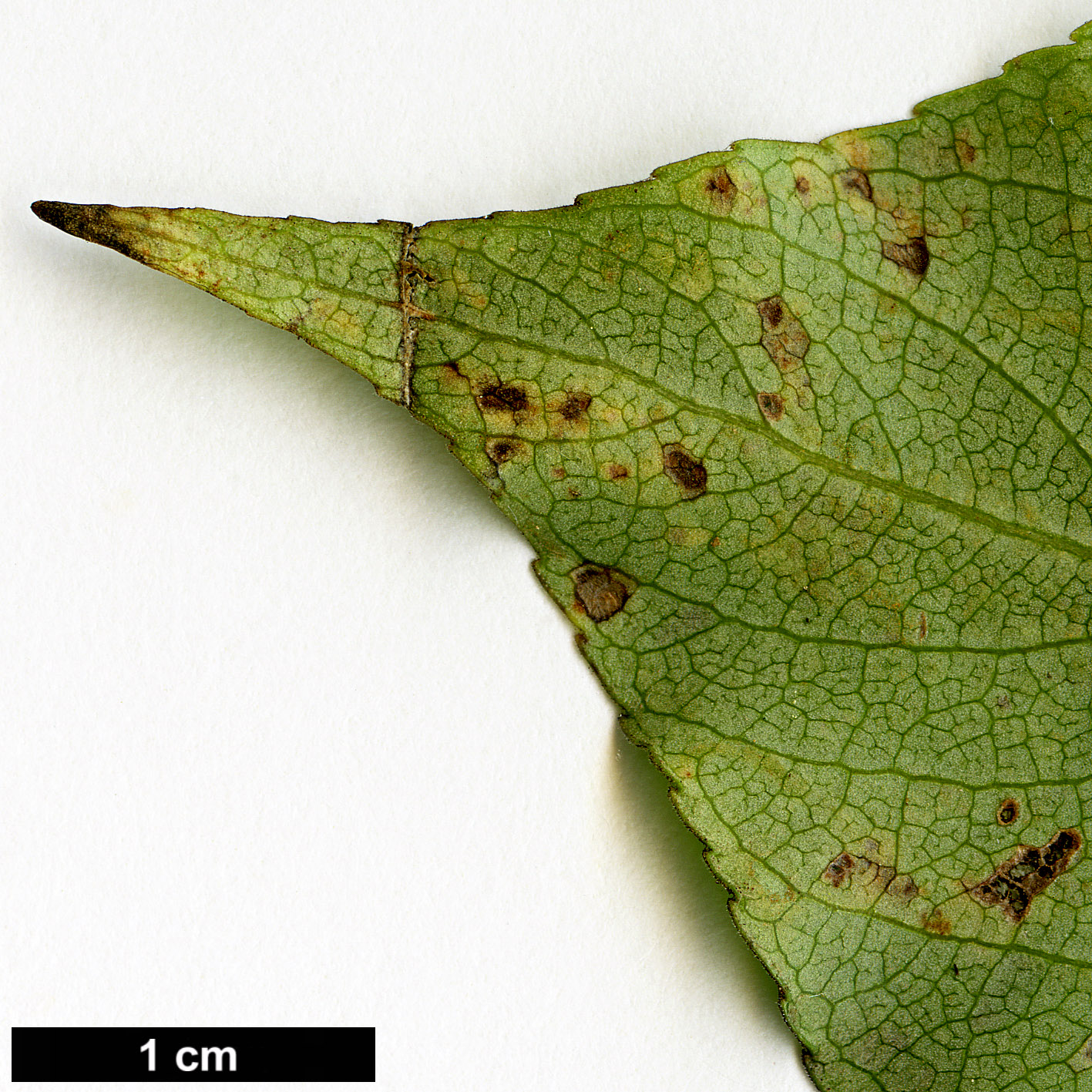 High resolution image: Family: Salicaceae - Genus: Populus - Taxon: simonii