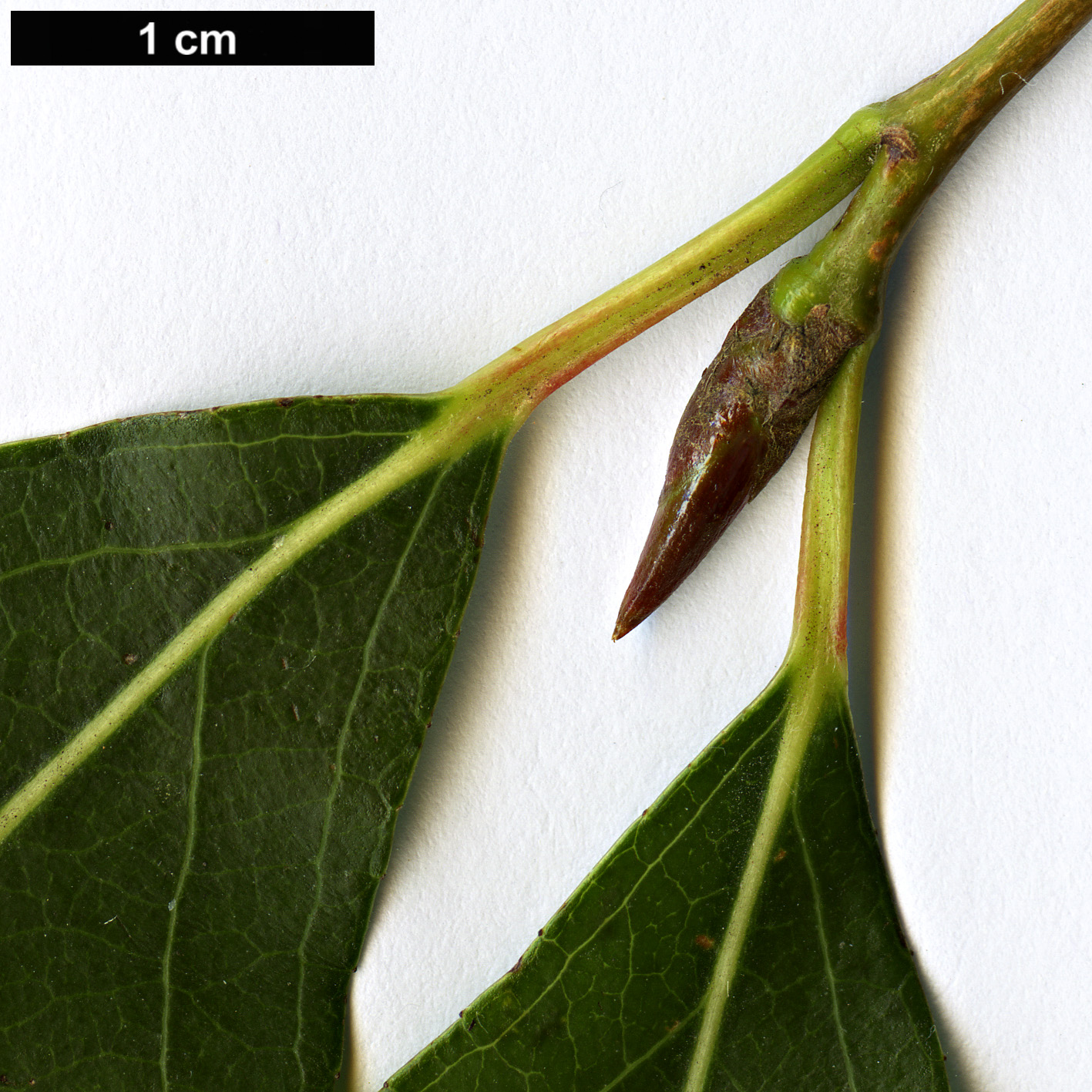 High resolution image: Family: Salicaceae - Genus: Populus - Taxon: simonii