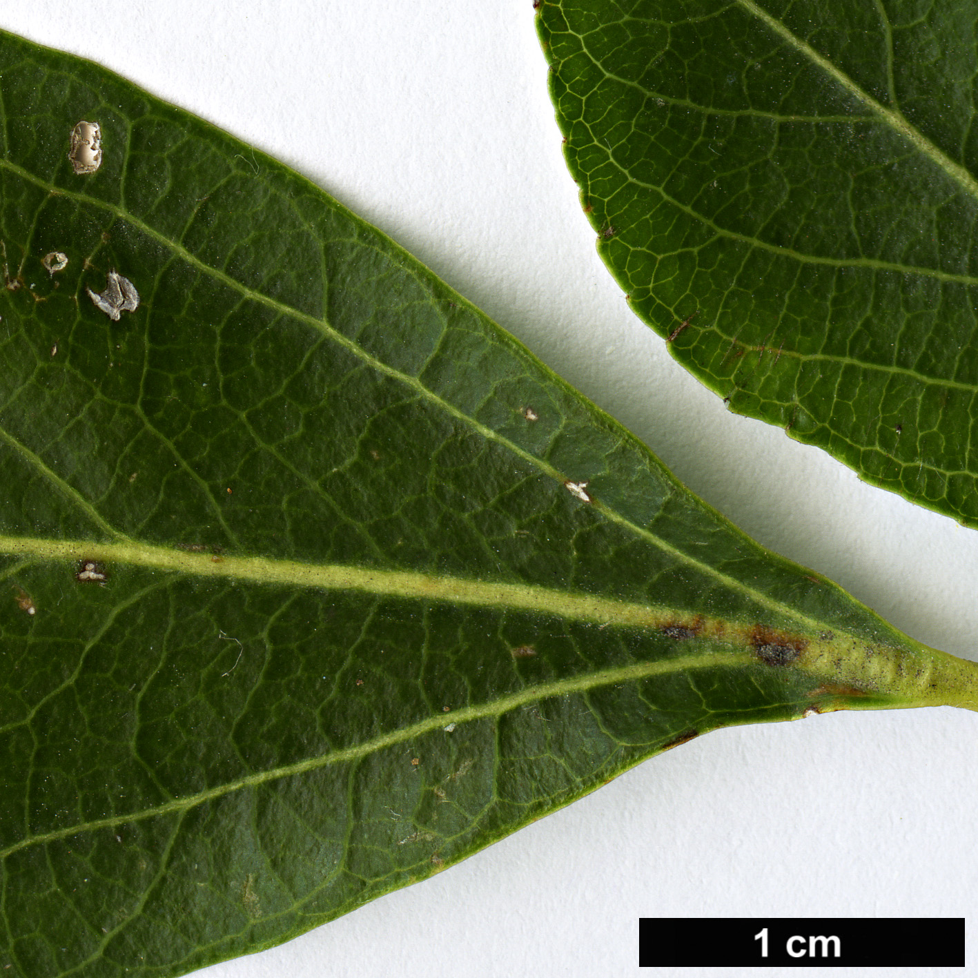 High resolution image: Family: Salicaceae - Genus: Populus - Taxon: simonii