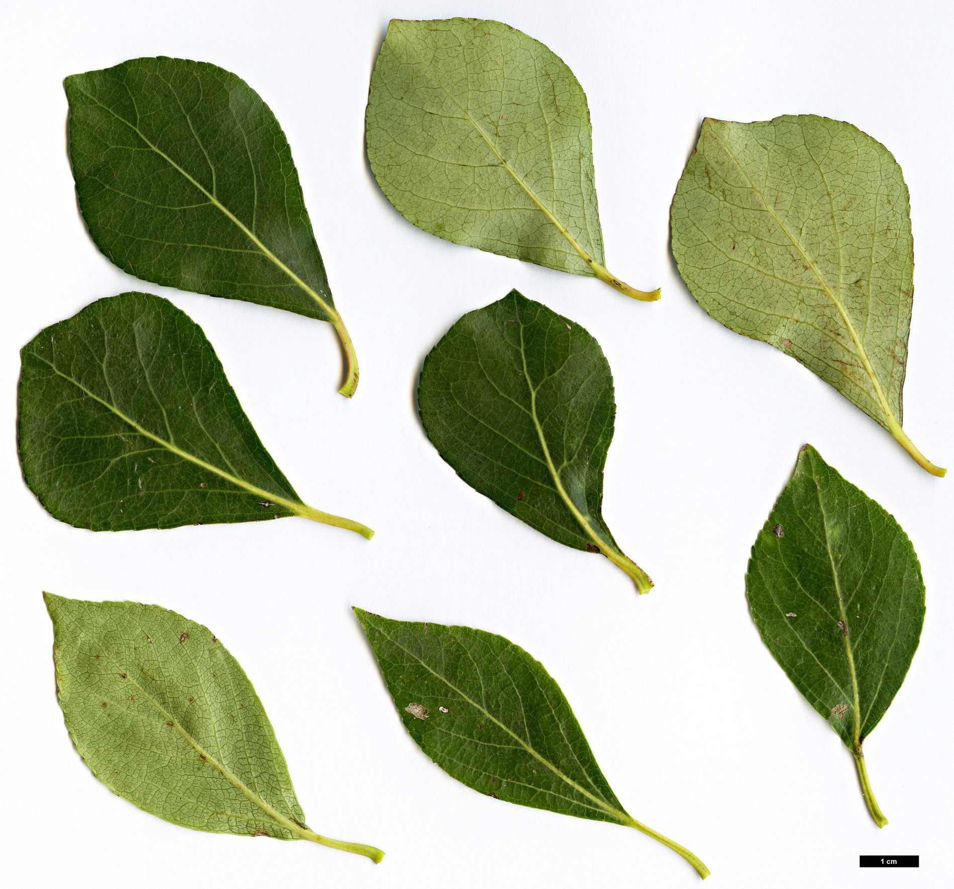 High resolution image: Family: Salicaceae - Genus: Populus - Taxon: simonii