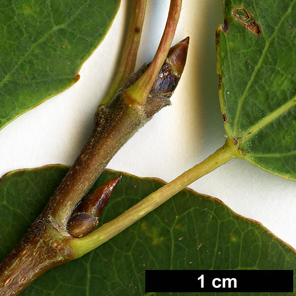 High resolution image: Family: Salicaceae - Genus: Populus - Taxon: tremuloides
