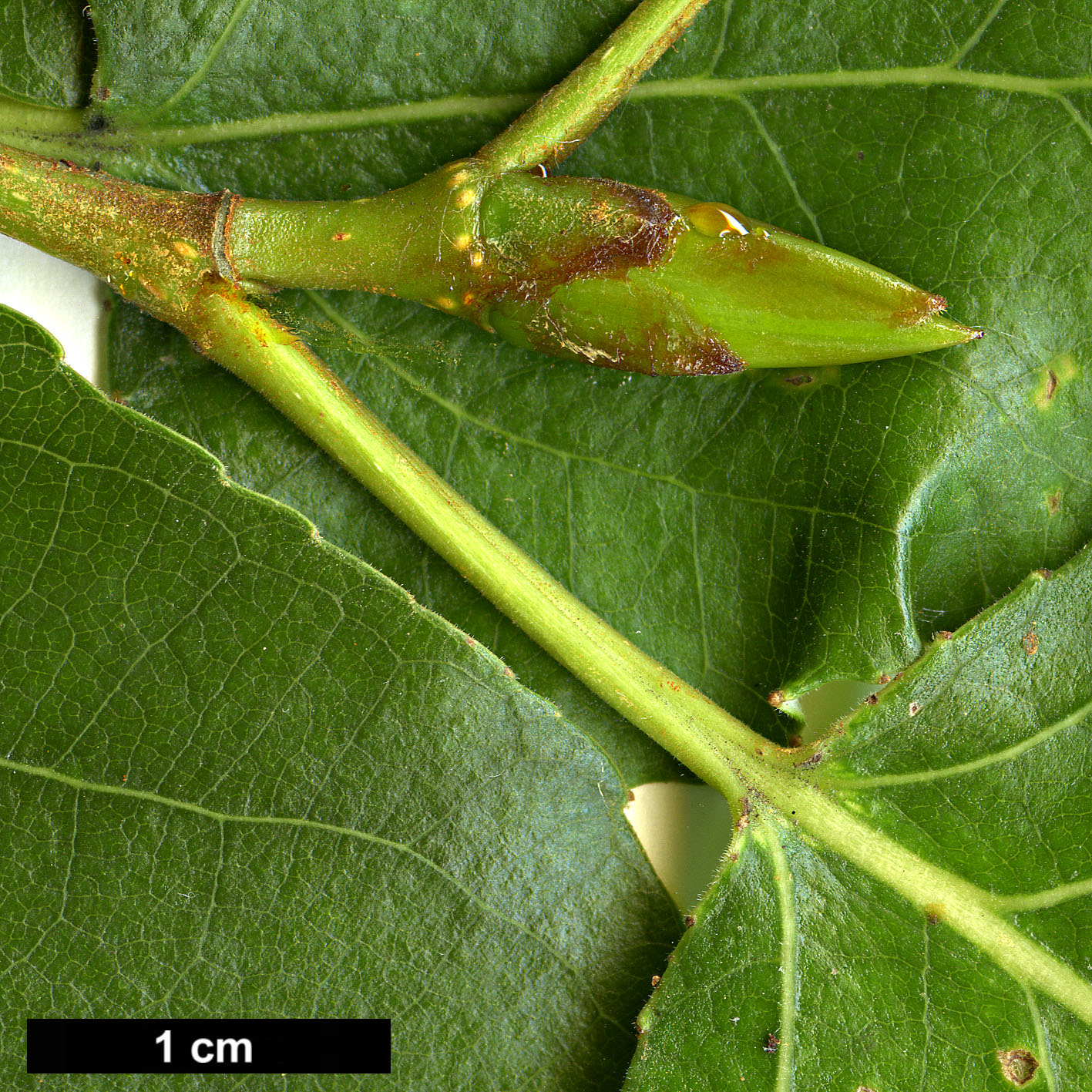 High resolution image: Family: Salicaceae - Genus: Populus - Taxon: trichocarpa