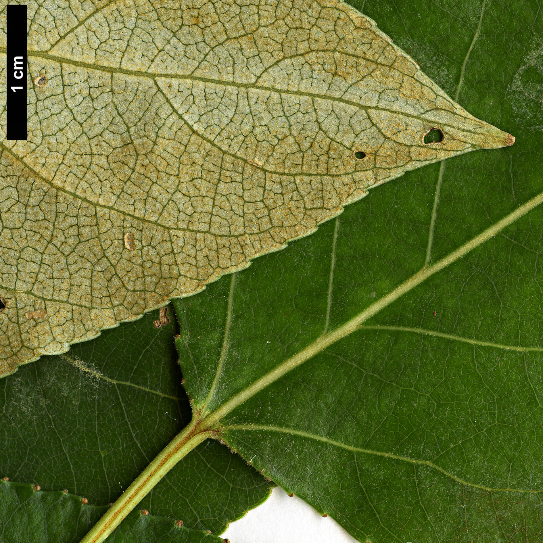 High resolution image: Family: Salicaceae - Genus: Populus - Taxon: trichocarpa