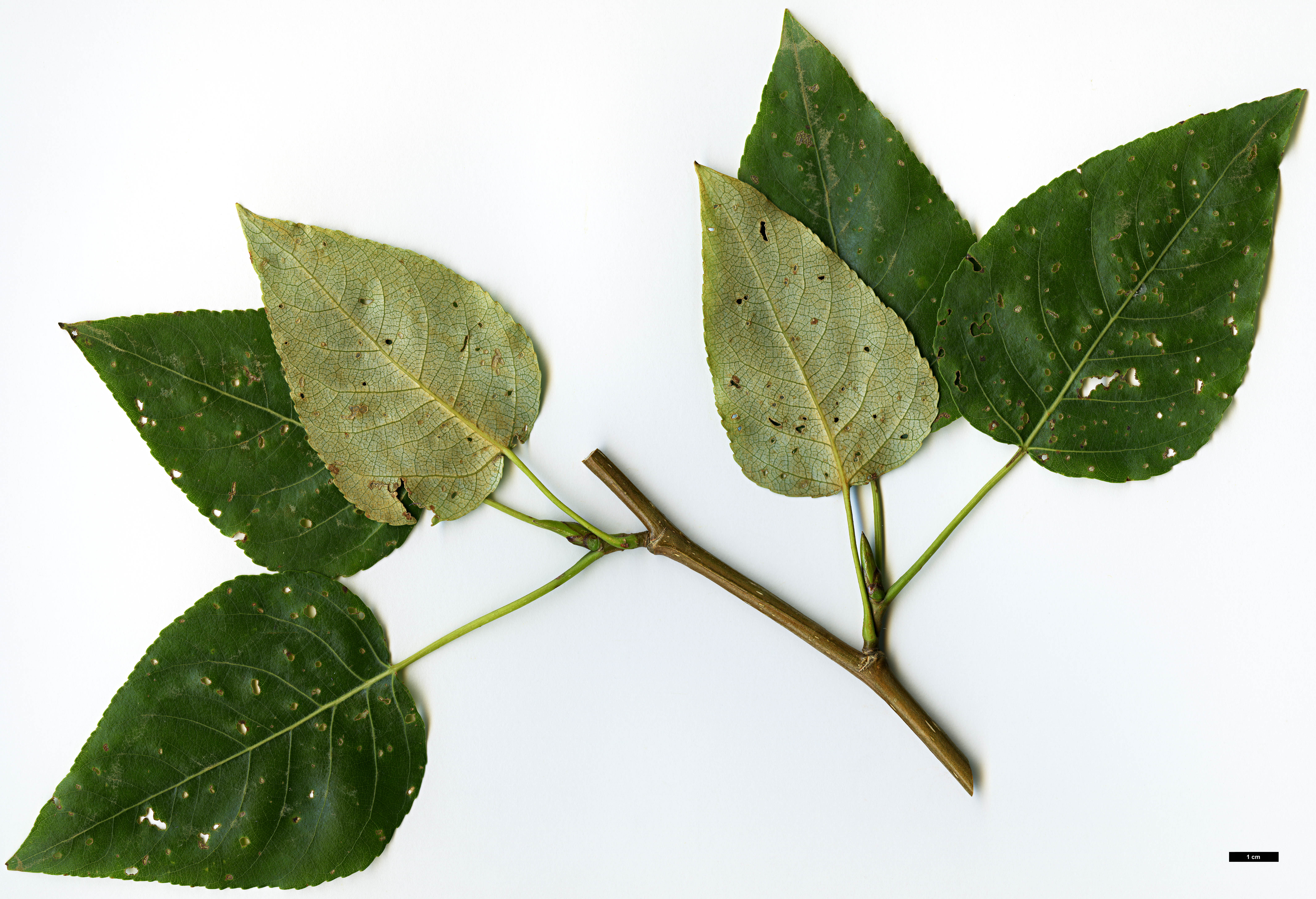 High resolution image: Family: Salicaceae - Genus: Populus - Taxon: trichocarpa