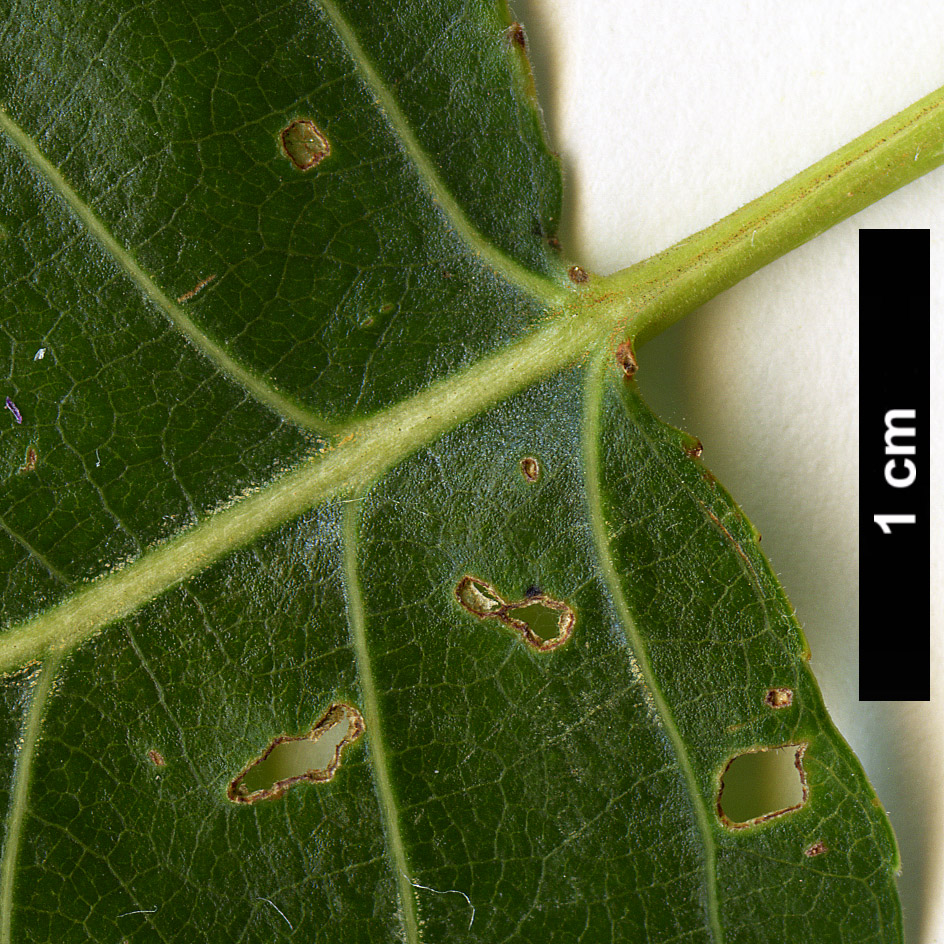 High resolution image: Family: Salicaceae - Genus: Populus - Taxon: trichocarpa