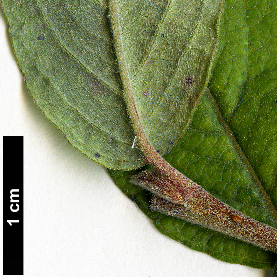 High resolution image: Family: Salicaceae - Genus: Salix - Taxon: alpina High resolution image: Family: Salicaceae - Genus: Salix - Taxon: alpina