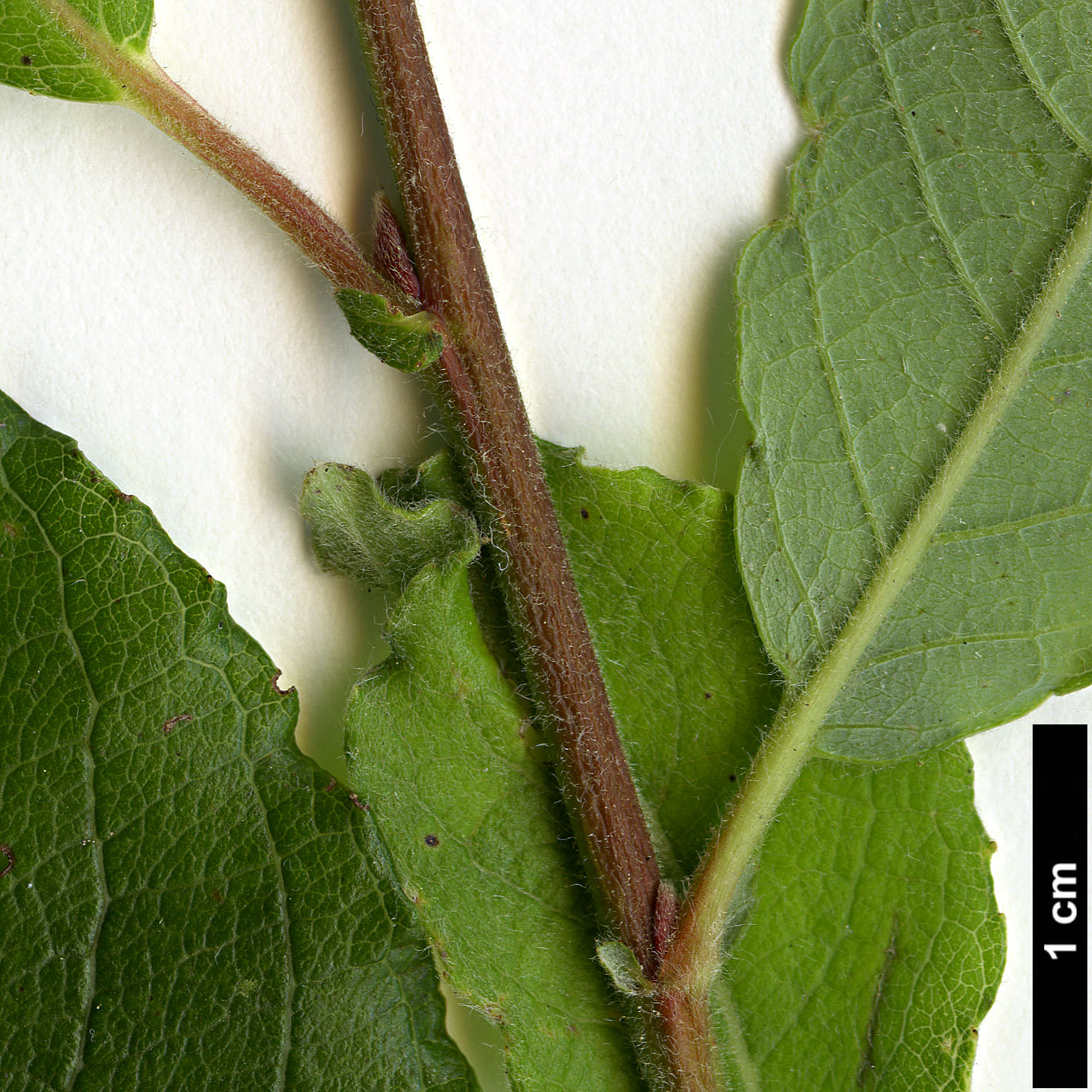 High resolution image: Family: Salicaceae - Genus: Salix - Taxon: appendiculata