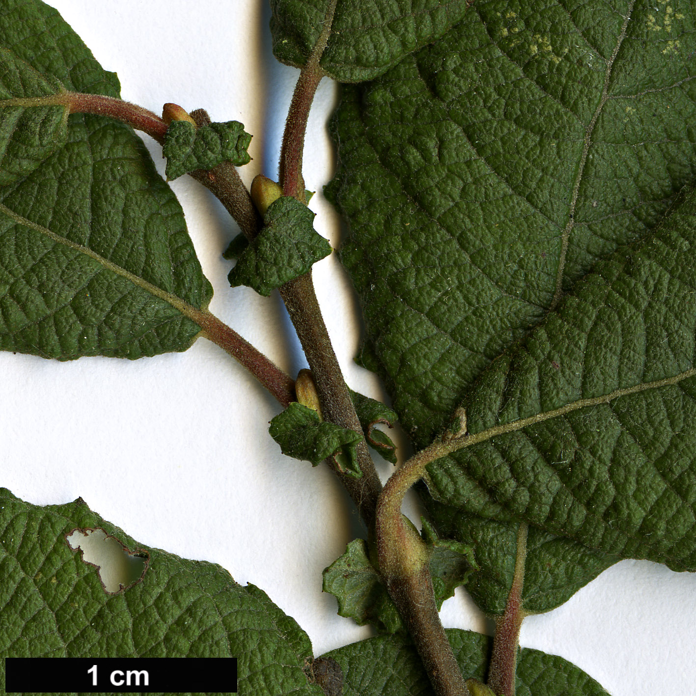 High resolution image: Family: Salicaceae - Genus: Salix - Taxon: aurita High resolution image: Family: Salicaceae - Genus: Salix - Taxon: aurita