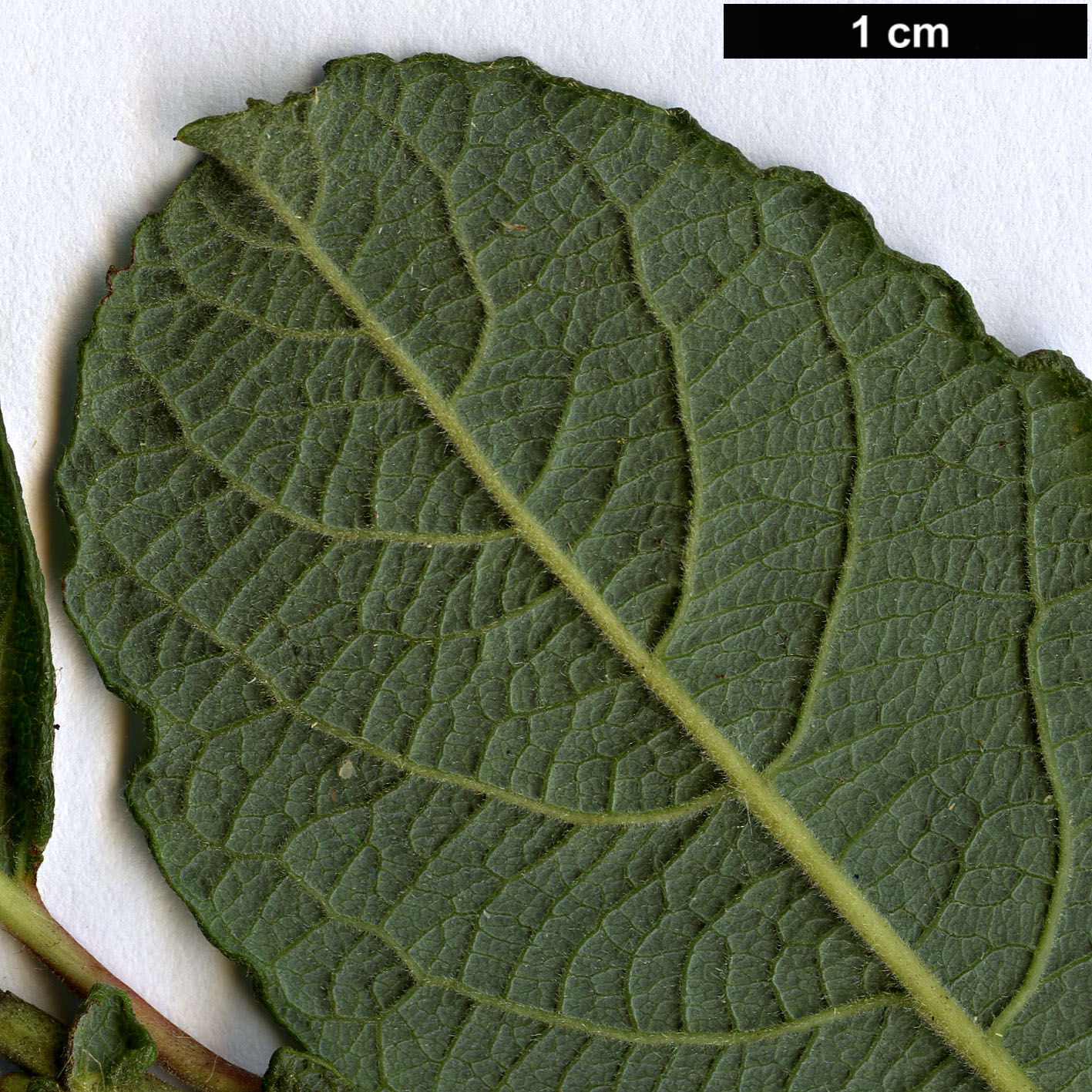 High resolution image: Family: Salicaceae - Genus: Salix - Taxon: aurita High resolution image: Family: Salicaceae - Genus: Salix - Taxon: aurita