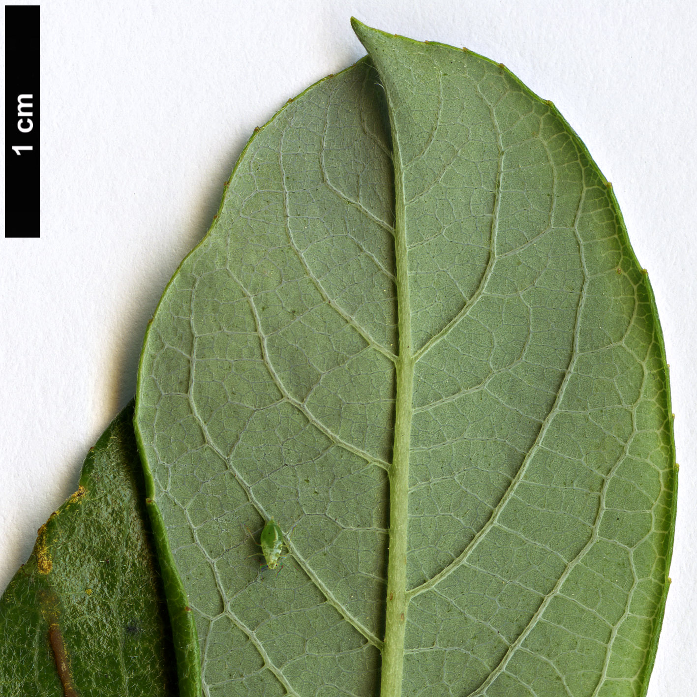 High resolution image: Family: Salicaceae - Genus: Salix - Taxon: bicolor