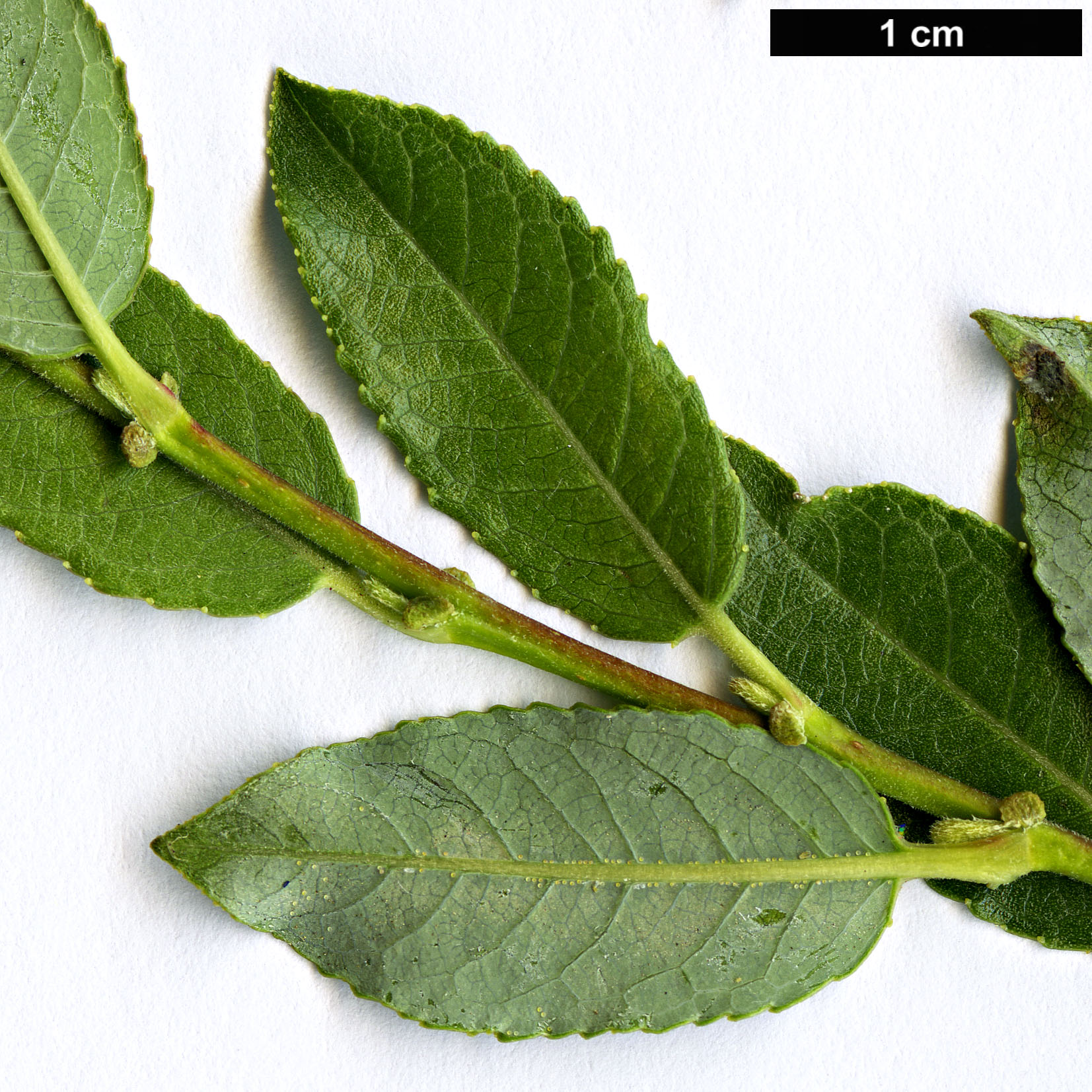 High resolution image: Family: Salicaceae - Genus: Salix - Taxon: breviserrata