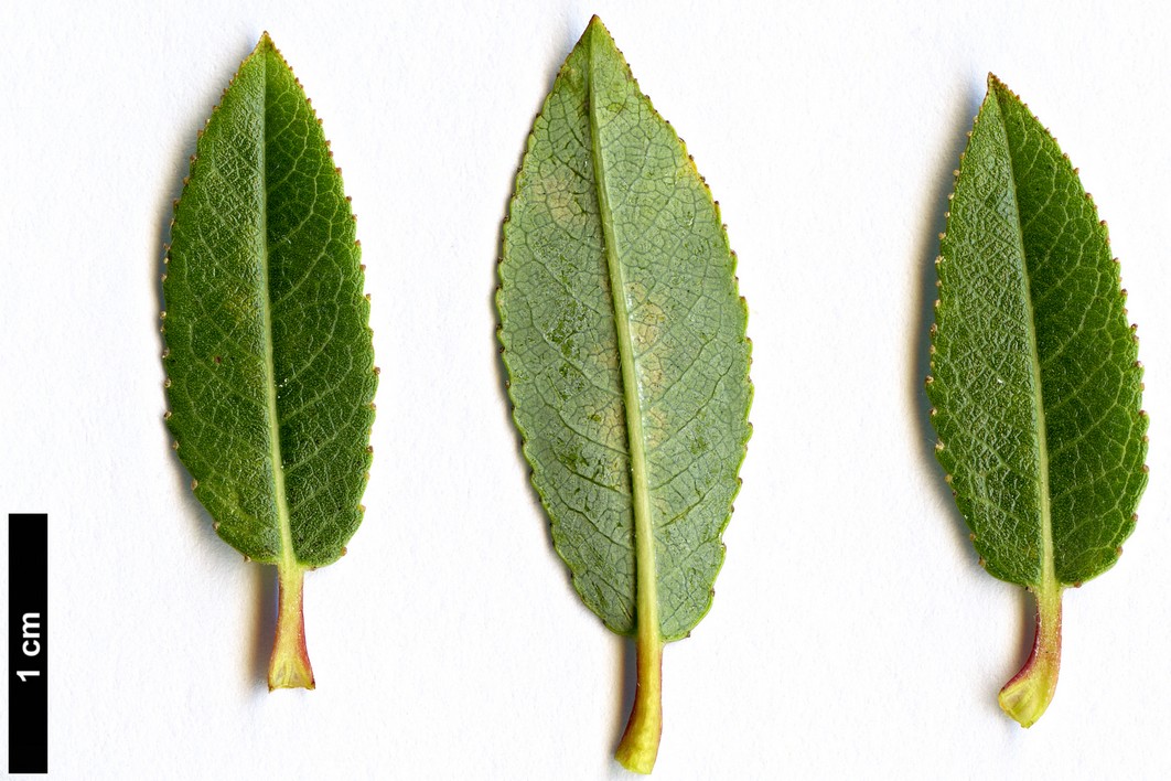 High resolution image: Family: Salicaceae - Genus: Salix - Taxon: breviserrata