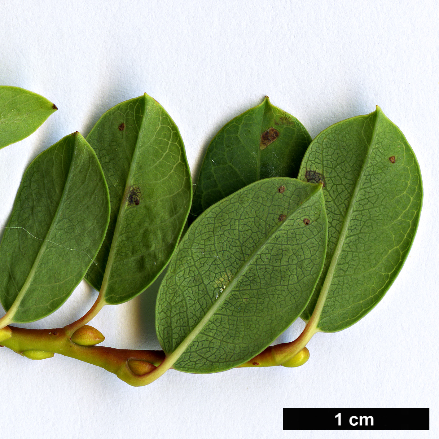 High resolution image: Family: Salicaceae - Genus: Salix - Taxon: caesia