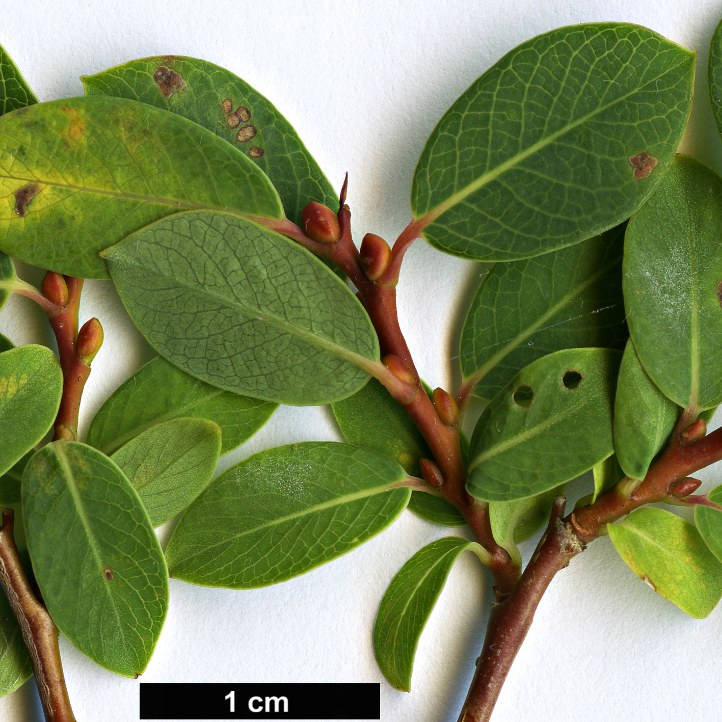 High resolution image: Family: Salicaceae - Genus: Salix - Taxon: caesia