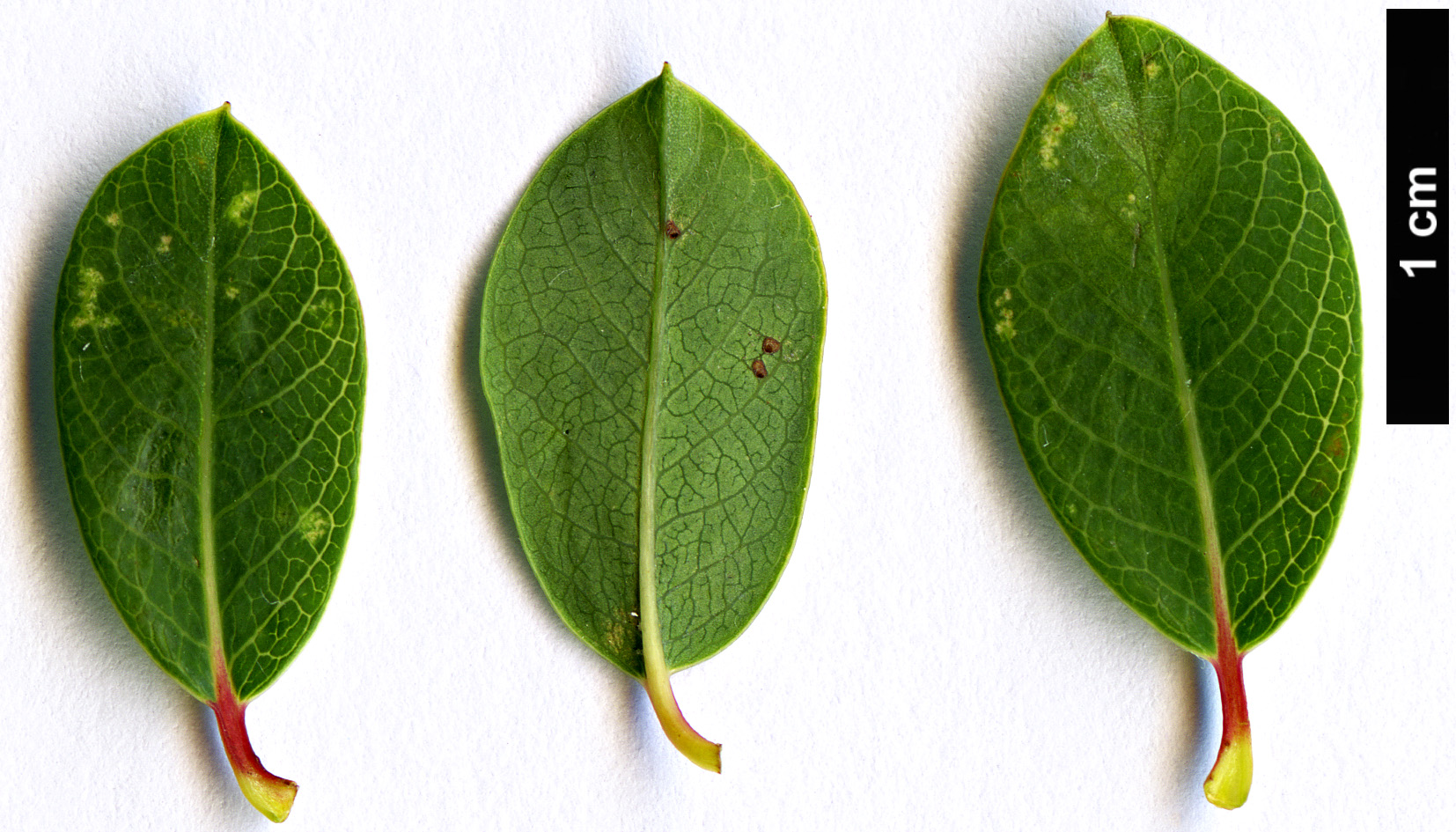 High resolution image: Family: Salicaceae - Genus: Salix - Taxon: caesia High resolution image: Family: Salicaceae - Genus: Salix - Taxon: caesia