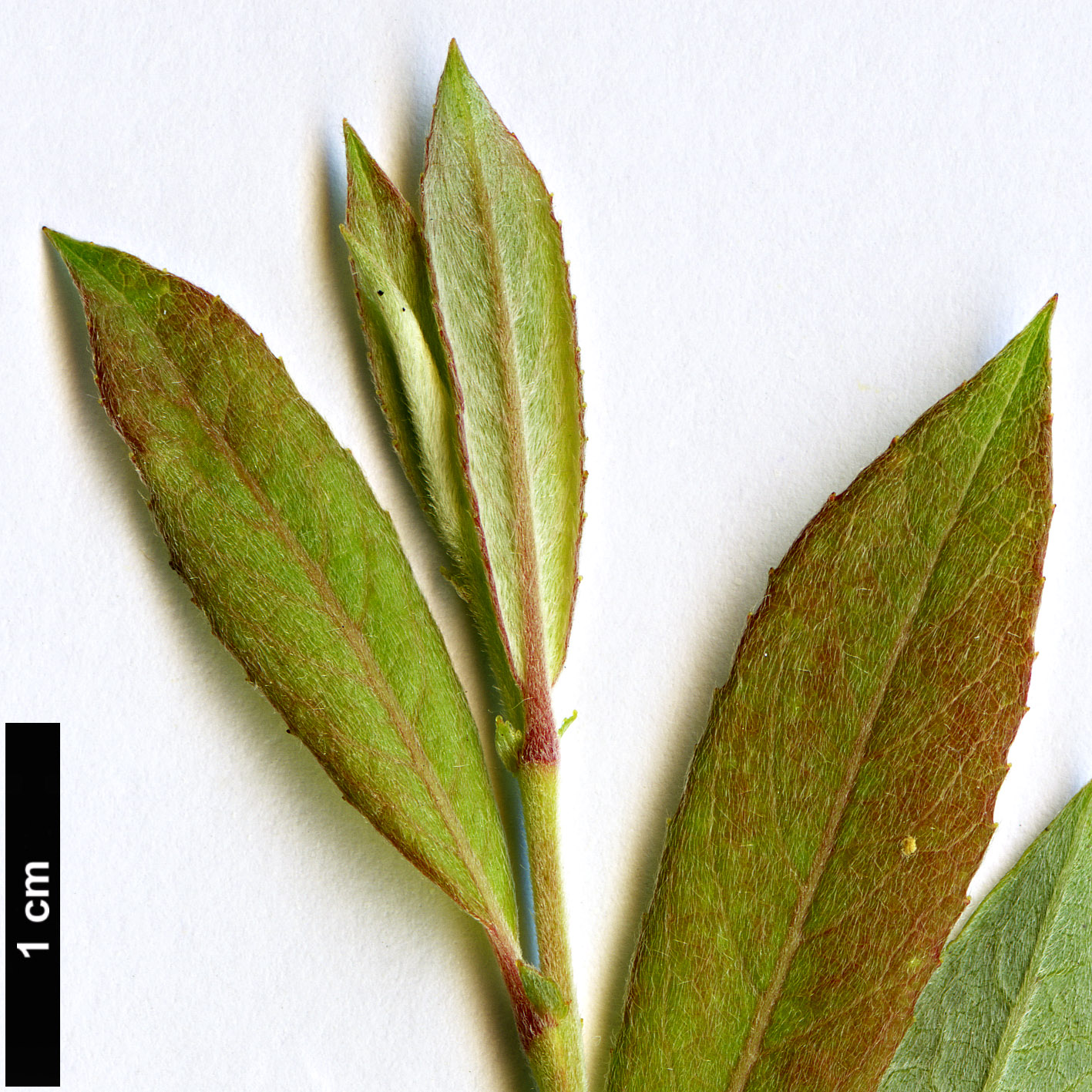 High resolution image: Family: Salicaceae - Genus: Salix - Taxon: cantabrica