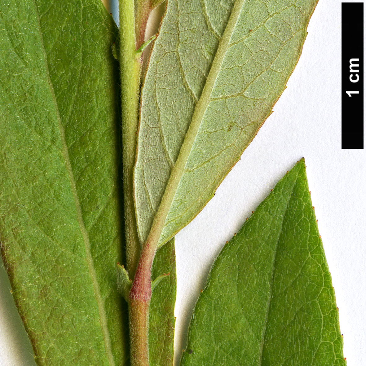High resolution image: Family: Salicaceae - Genus: Salix - Taxon: cantabrica