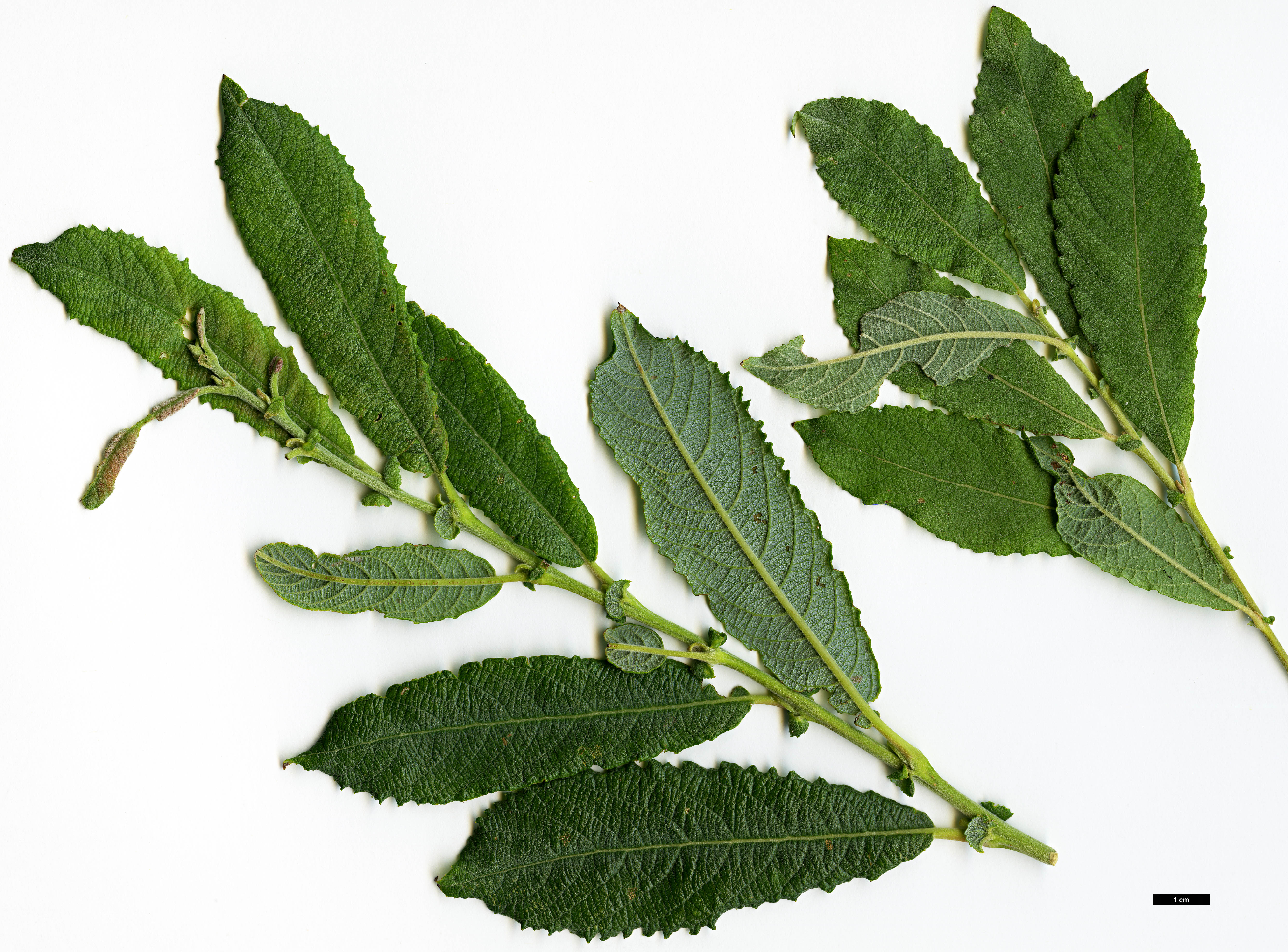 High resolution image: Family: Salicaceae - Genus: Salix - Taxon: cinerea High resolution image: Family: Salicaceae - Genus: Salix - Taxon: cinerea