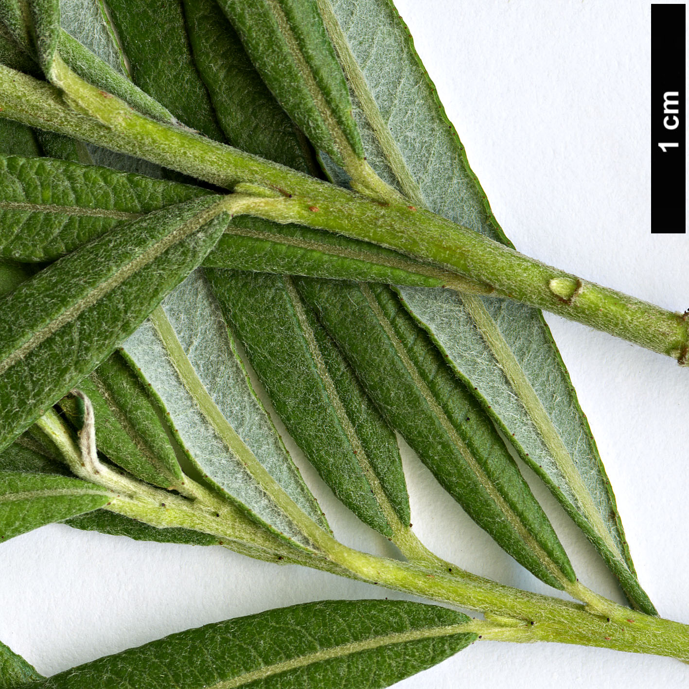 High resolution image: Family: Salicaceae - Genus: Salix - Taxon: elaeagnos