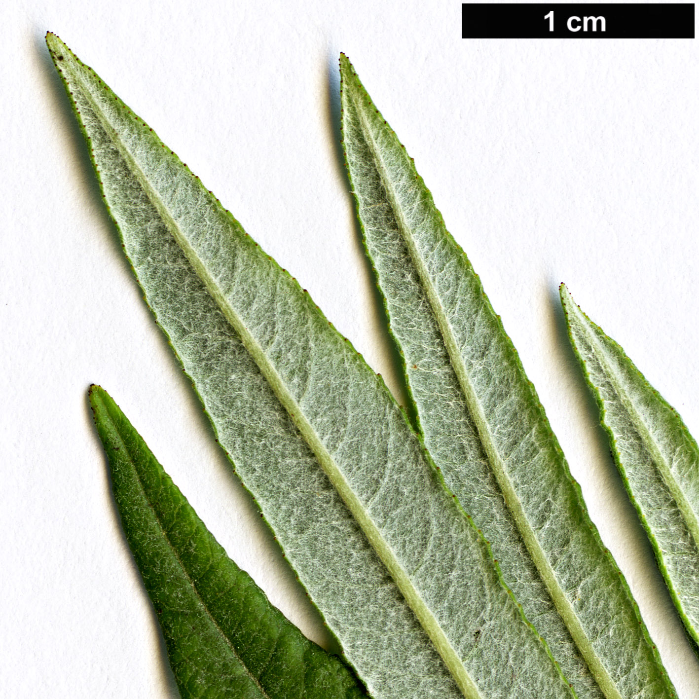 High resolution image: Family: Salicaceae - Genus: Salix - Taxon: elaeagnos