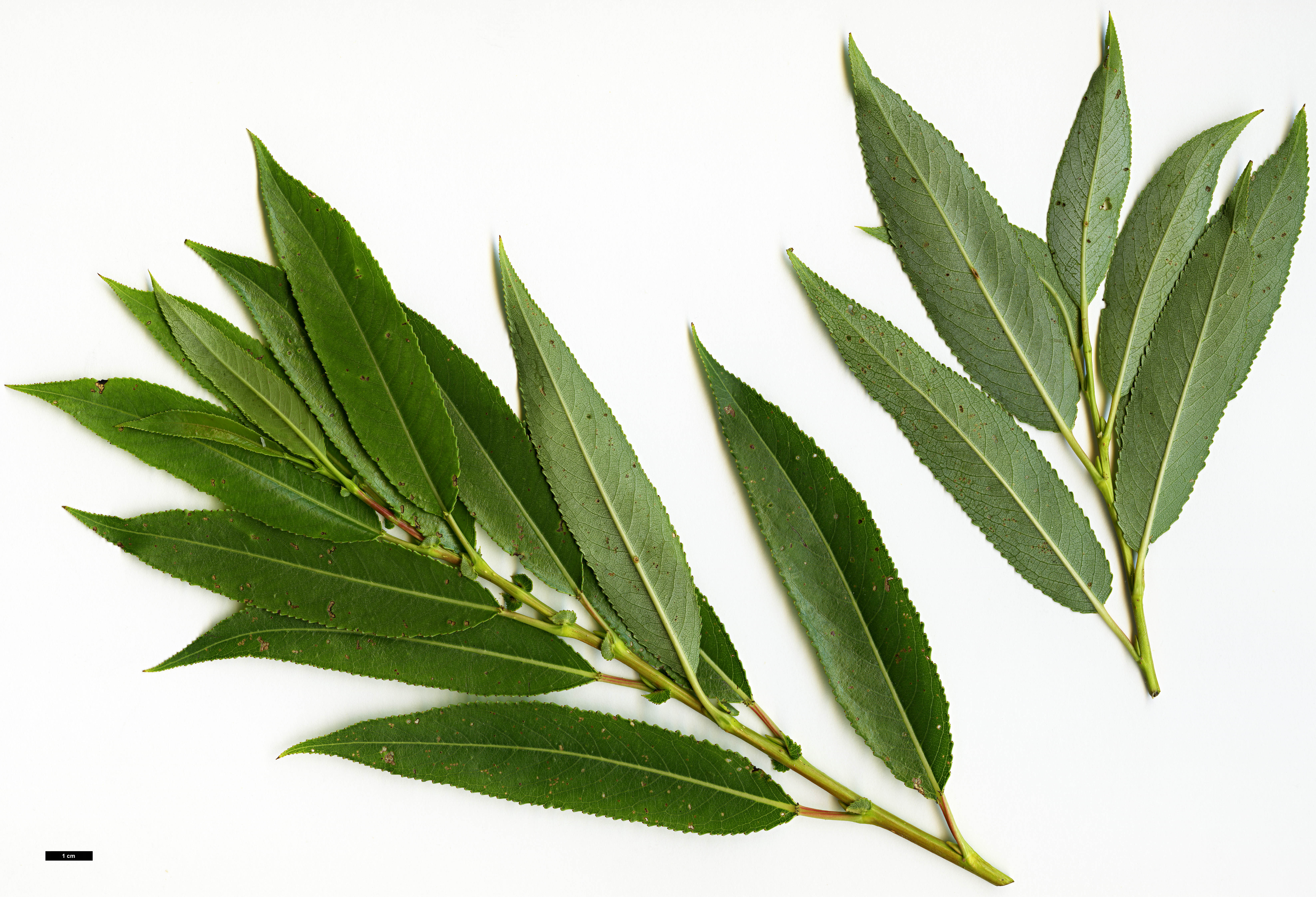 High resolution image: Family: Salicaceae - Genus: Salix - Taxon: euxina High resolution image: Family: Salicaceae - Genus: Salix - Taxon: euxina