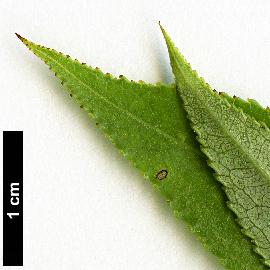 High resolution image: Family: Salicaceae - Genus: Salix - Taxon: euxina High resolution image: Family: Salicaceae - Genus: Salix - Taxon: euxina