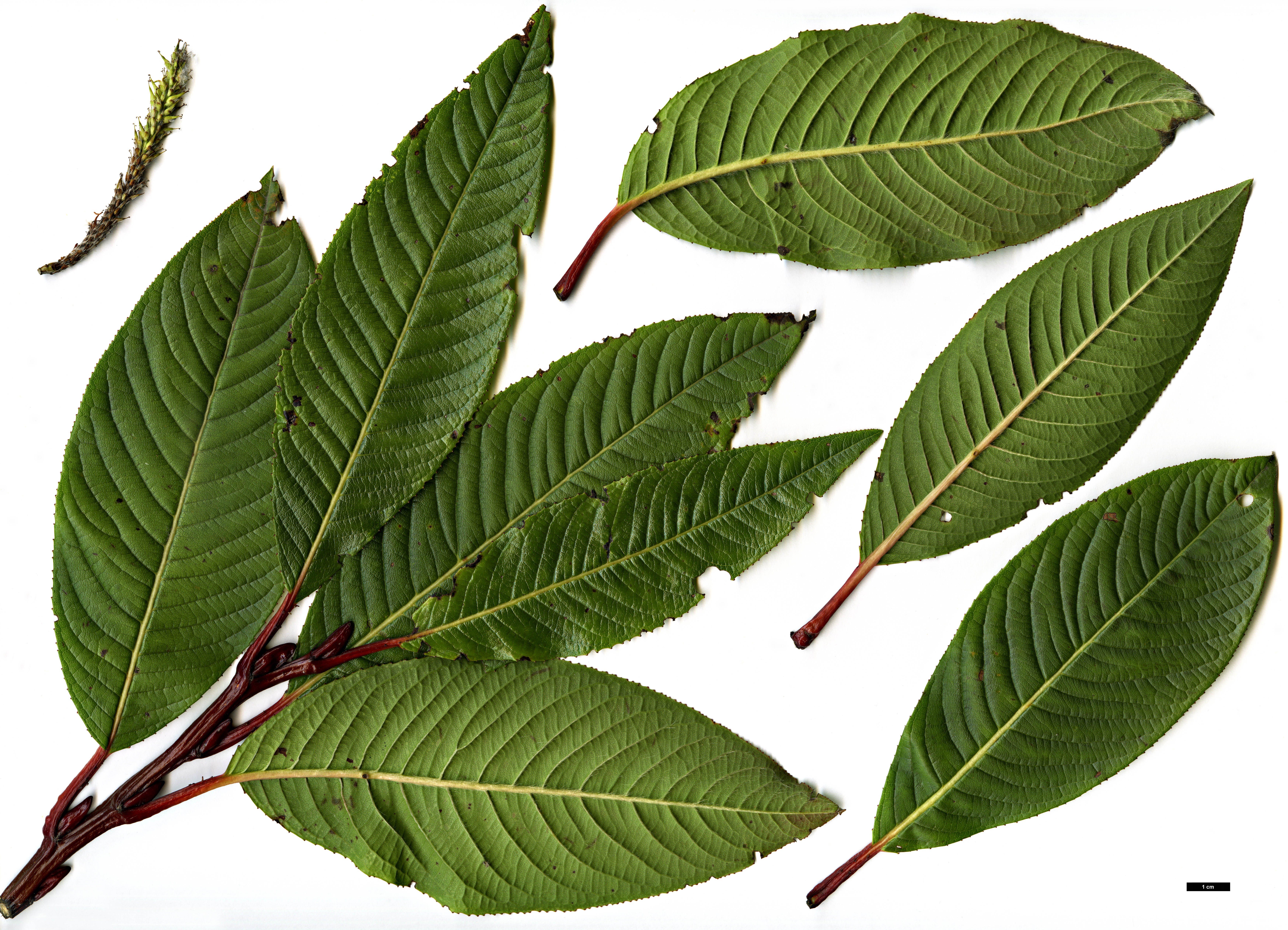 High resolution image: Family: Salicaceae - Genus: Salix - Taxon: fargesii
