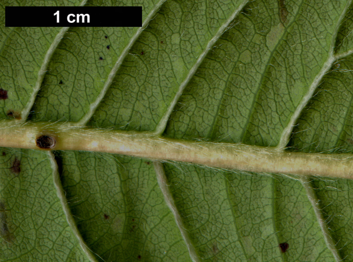 High resolution image: Family: Salicaceae - Genus: Salix - Taxon: fargesii