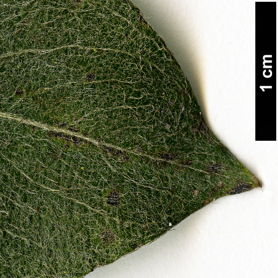 High resolution image: Family: Salicaceae - Genus: Salix - Taxon: hookeriana High resolution image: Family: Salicaceae - Genus: Salix - Taxon: hookeriana