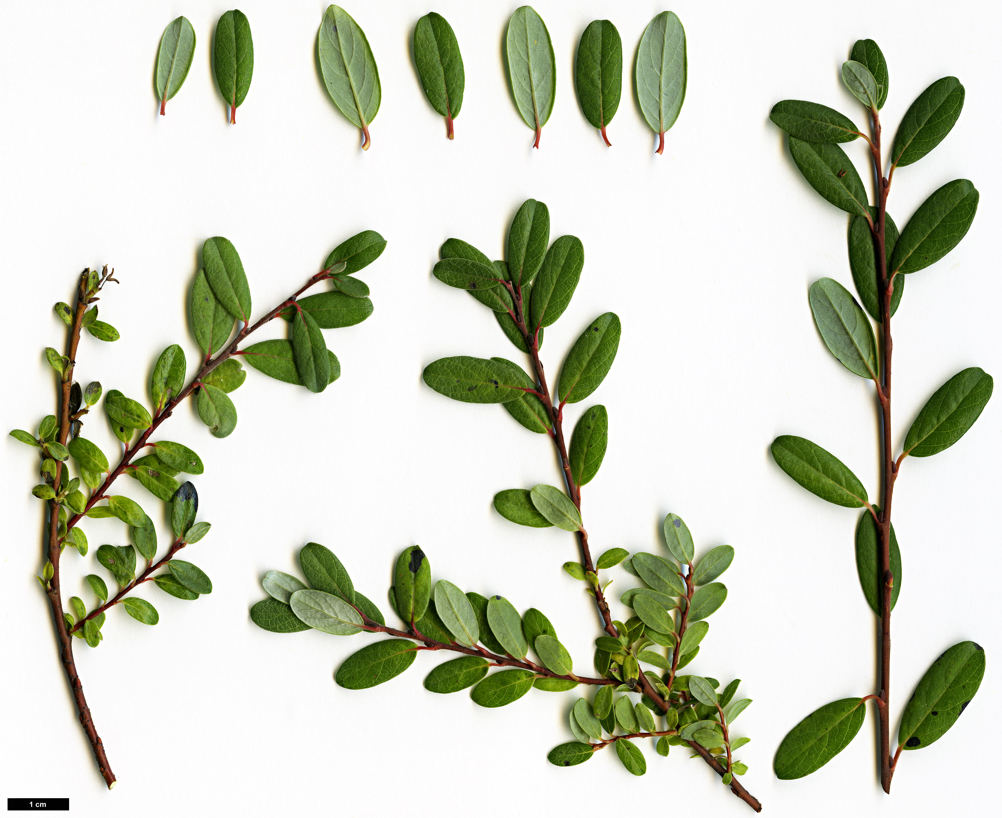 High resolution image: Family: Salicaceae - Genus: Salix - Taxon: hylematica